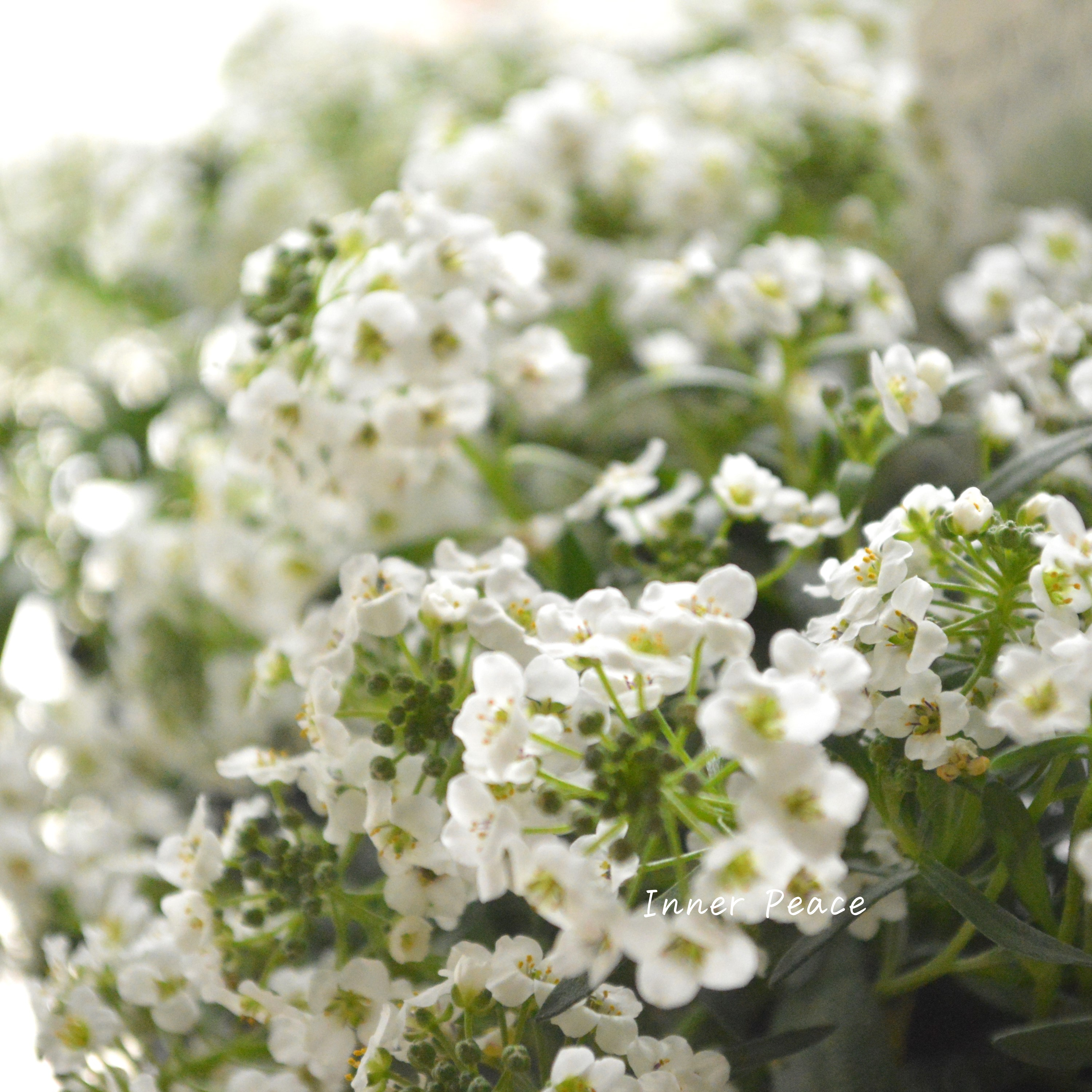 【PW】 Sale! スーパーアリッサム 『スノープリンセス』 3寸POT