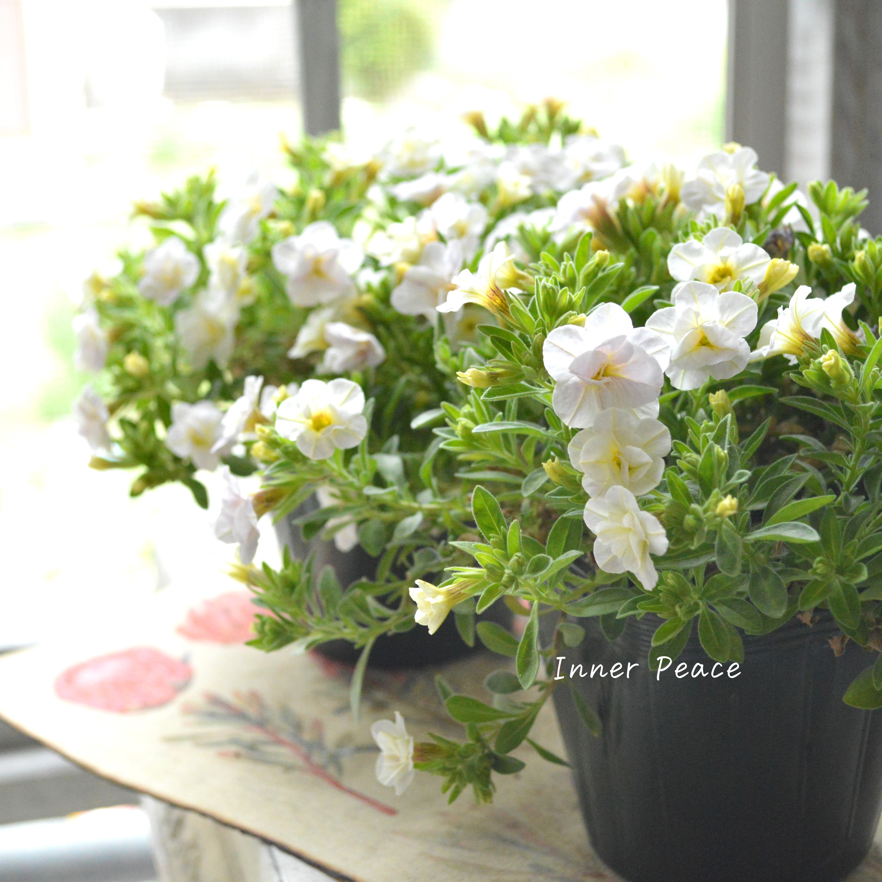 【ゲブラさん】Sale! カリブラコア 『スノープリンセス』 3.5寸POT