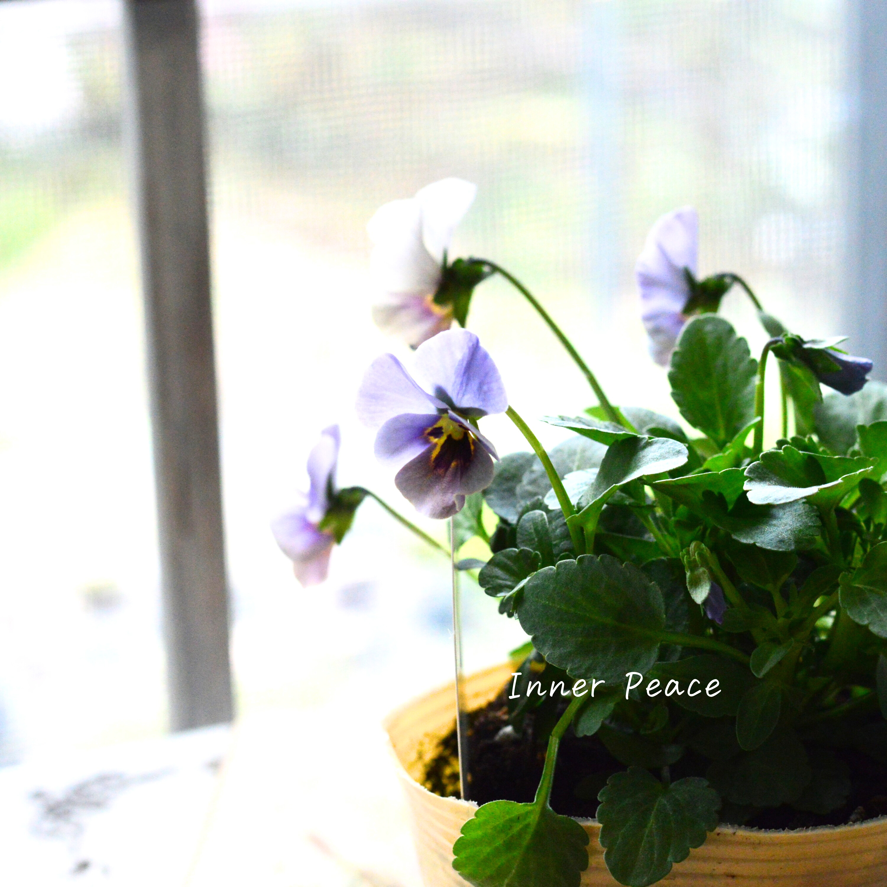 【美しい】 ビオラ 『evolve ~エボルベ~ 』 グレー系 3.5寸POT