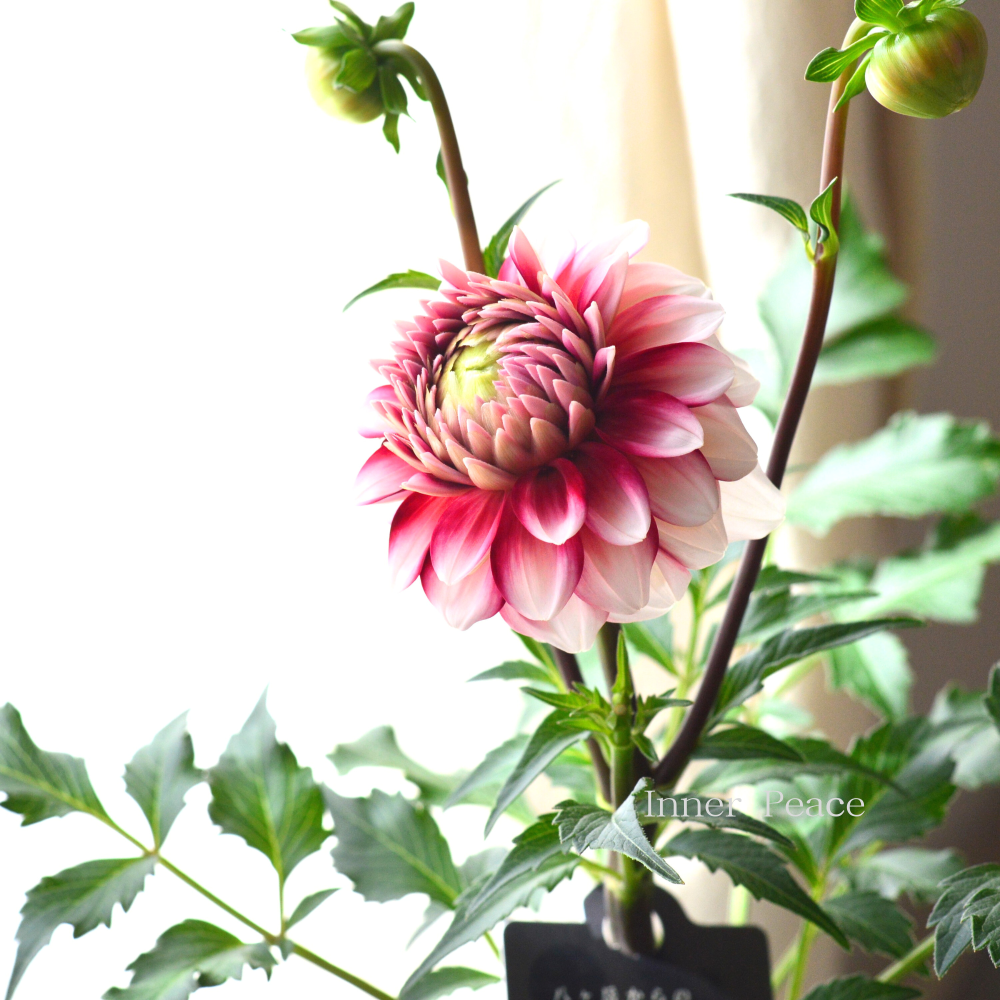 【美しい】ダリア 『恋金魚』 3.5寸ロングPOT