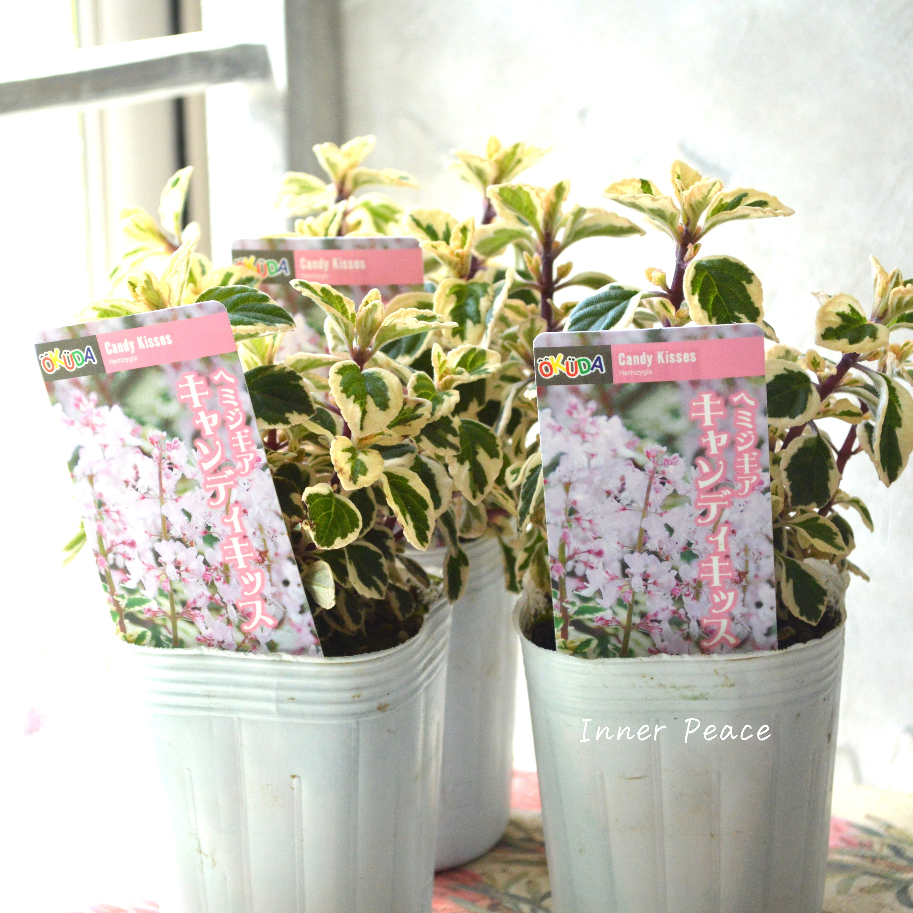 【斑入り】 ヘミジキア 『キャンディキッス』 3寸POT