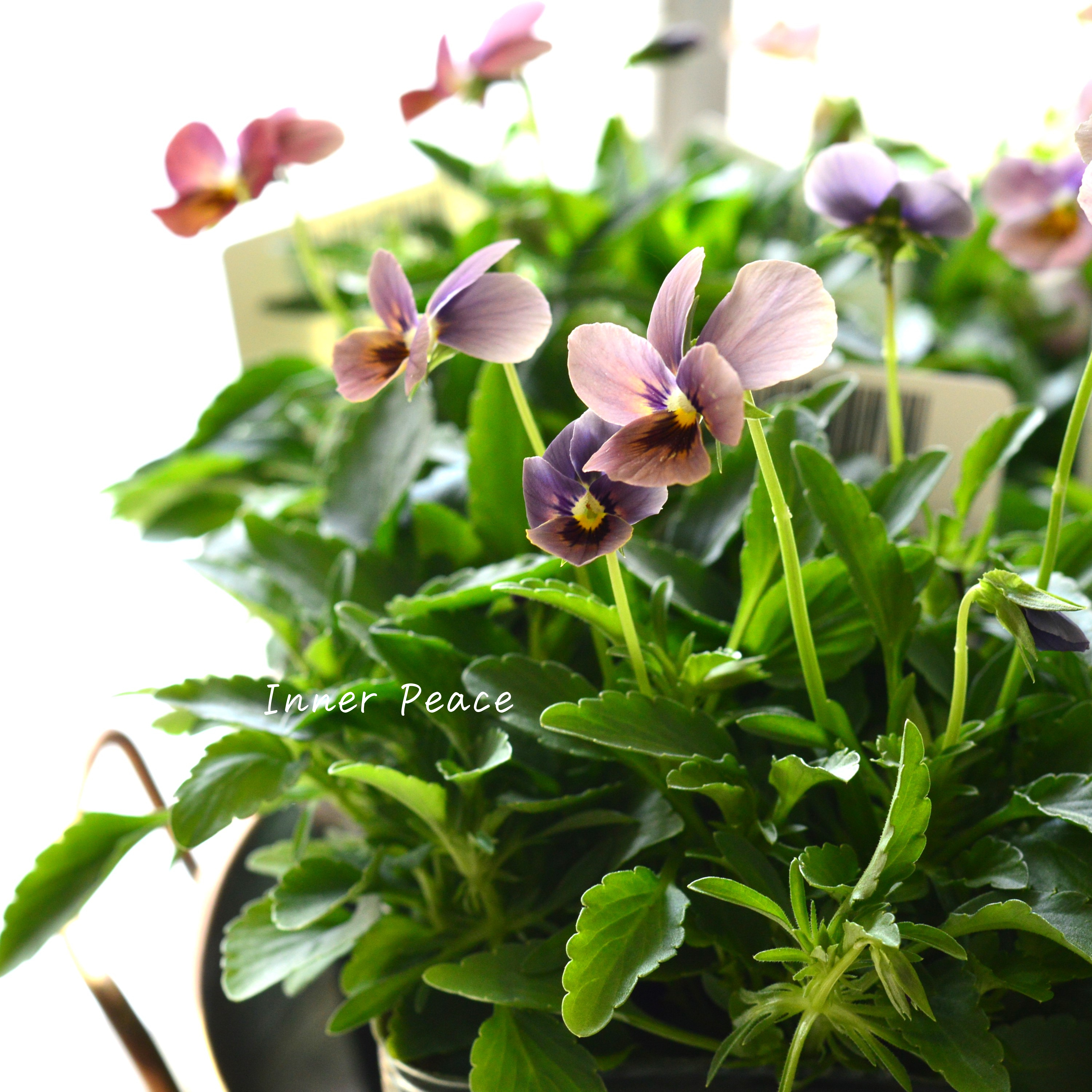 【ゲブラさん】 ビオラ 『グラデーション』 3.5寸POT