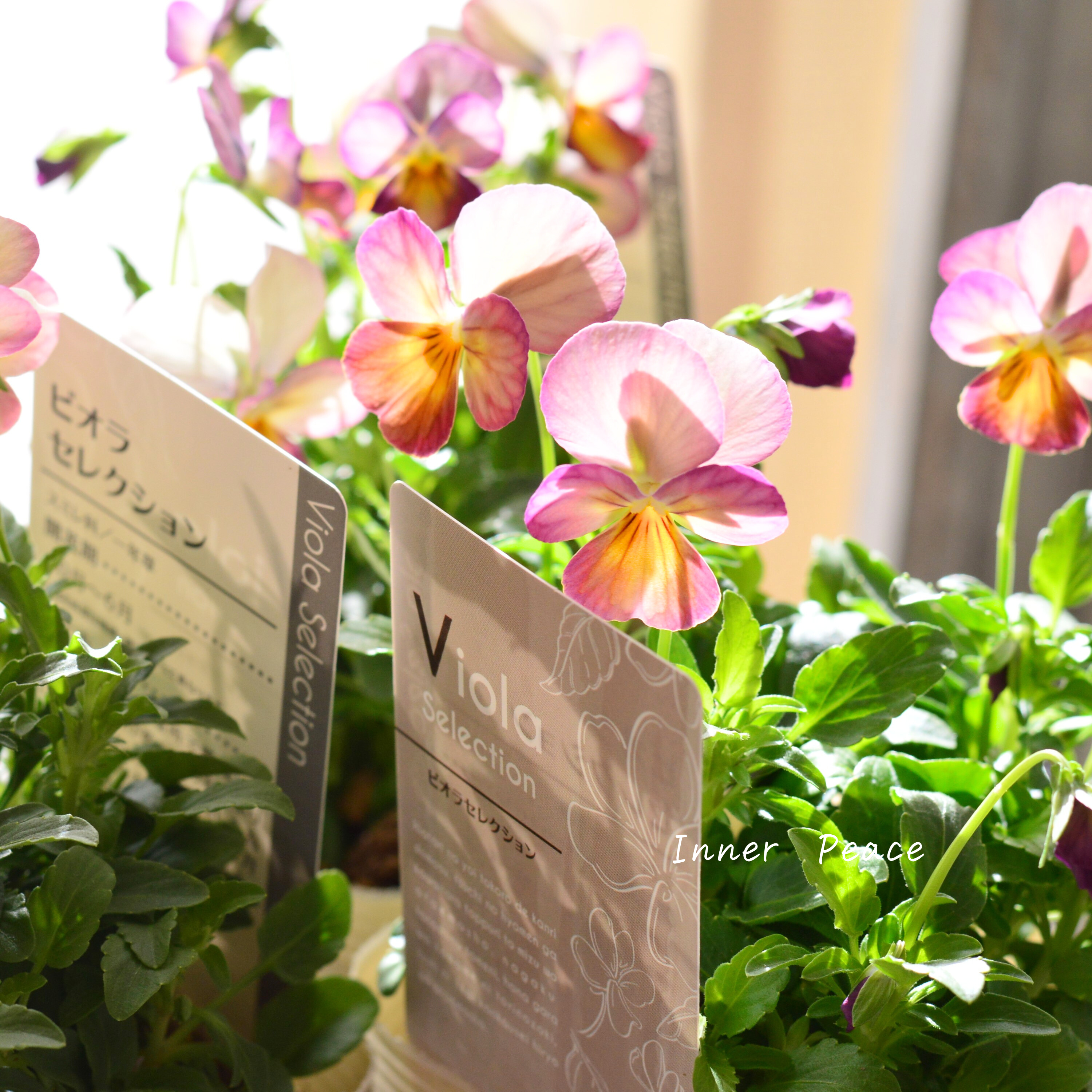 【かわいい】 ビオラ 『ピンクアンティーク』 3.5寸POT