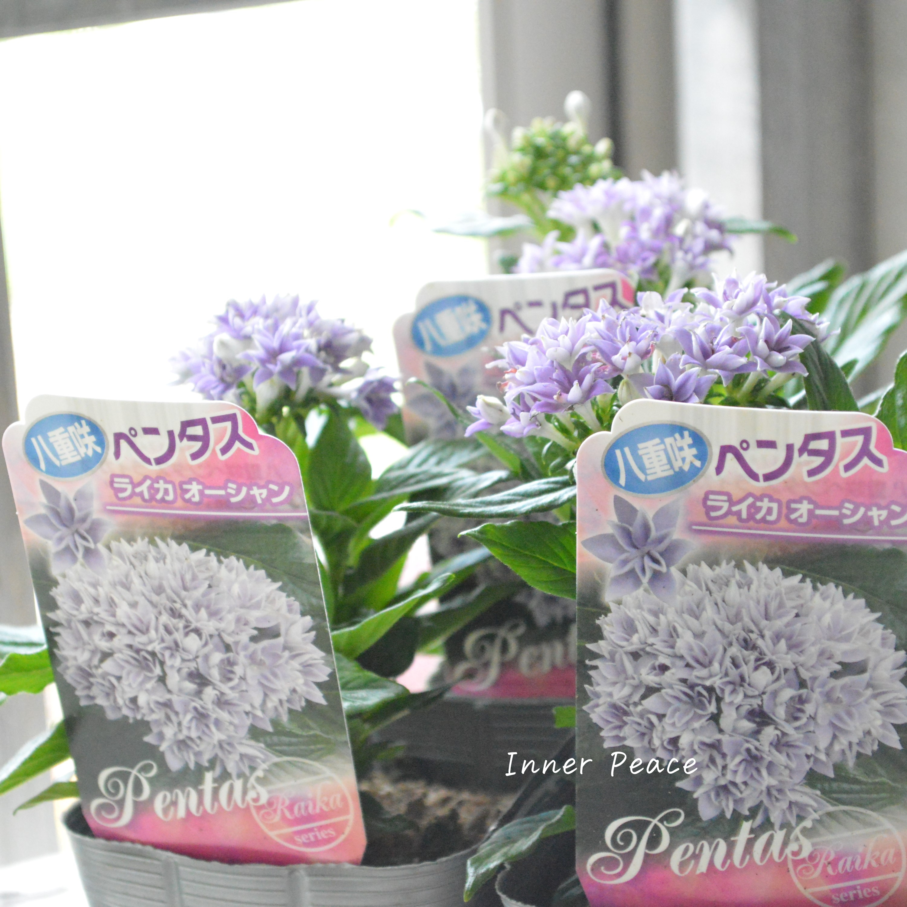 【暑さに強い】 八重咲きペンタス 『ライカ・オーシャン』 3.5寸POT