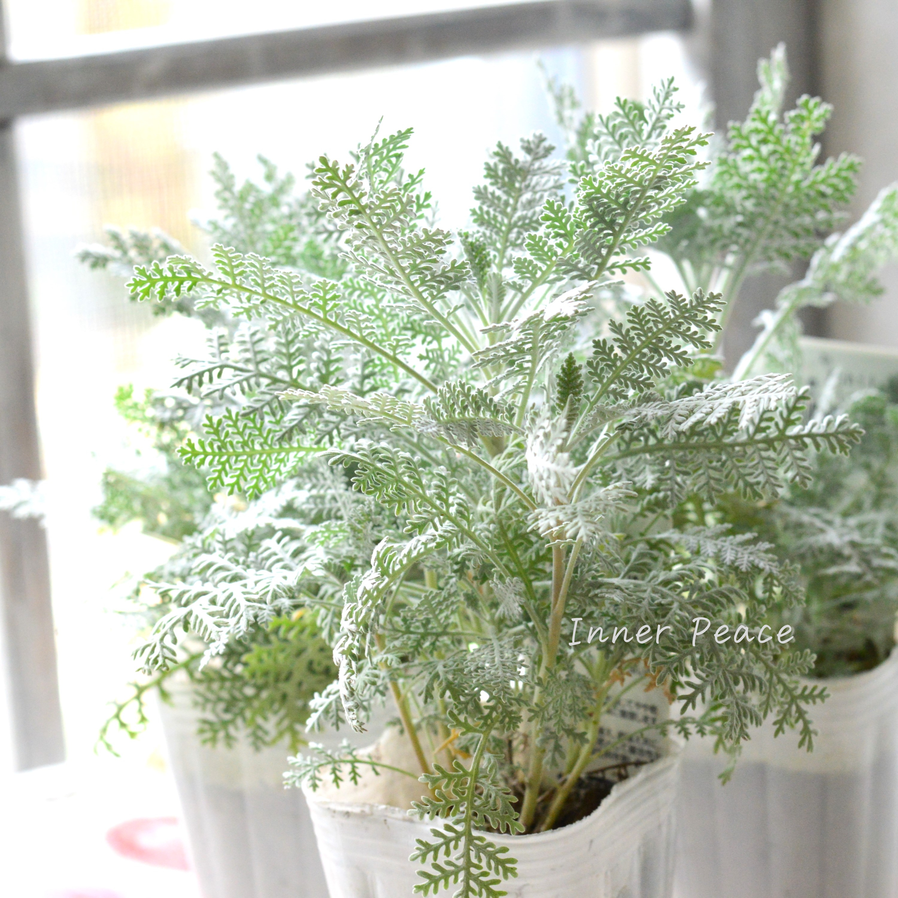 【冬の定番】 シロタエギク 『シルバーレース』 3寸POT