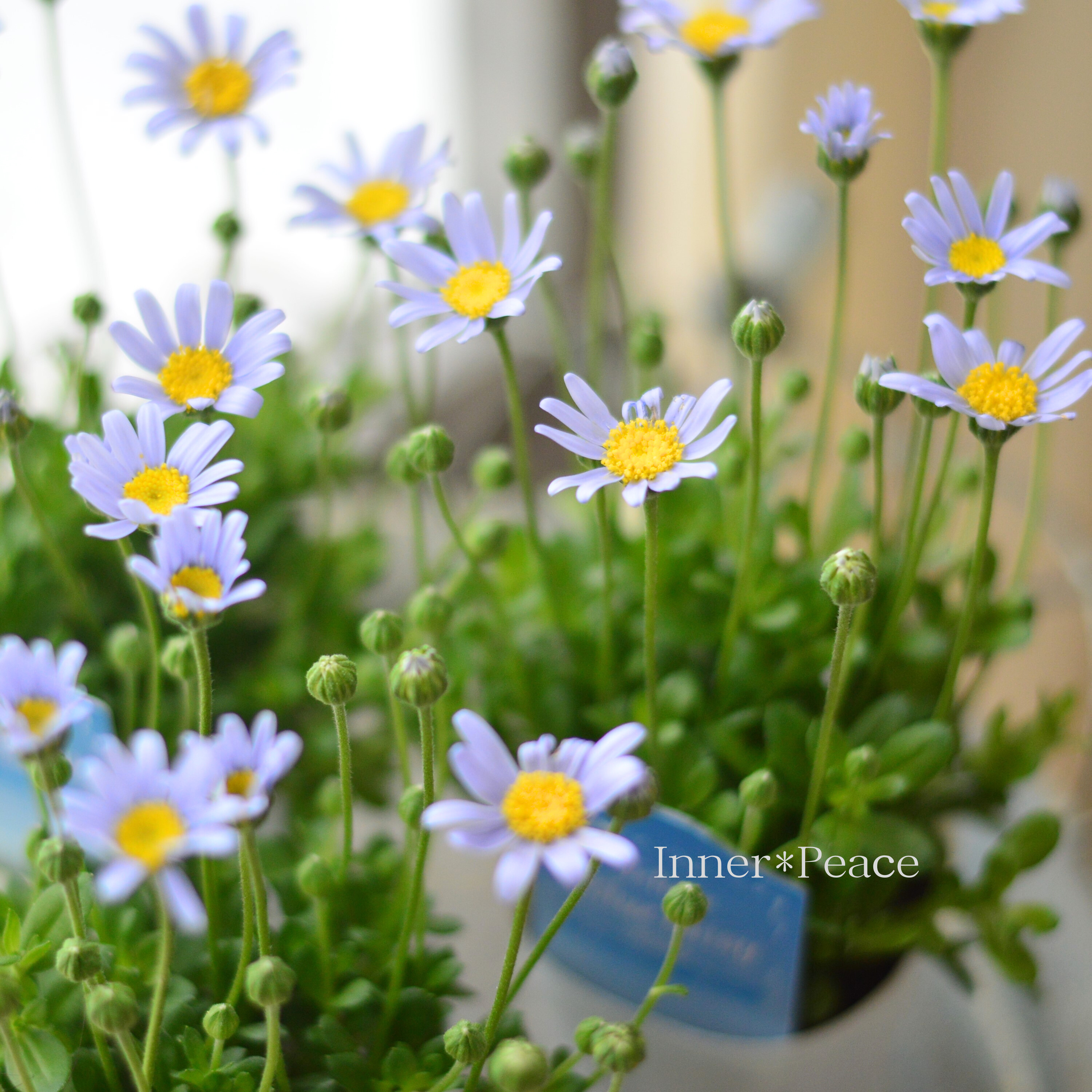 【美しい】 フェリシア(ブルーデージー) 『ビニー』 2.5寸POT