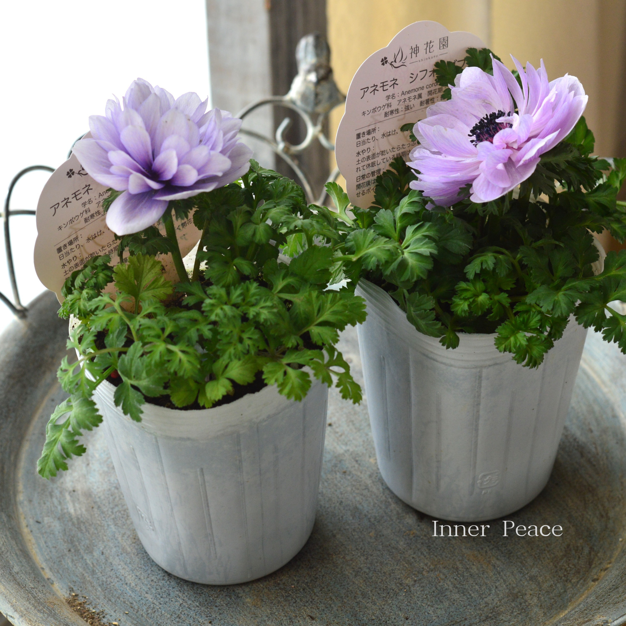 【神花園さんオリジナル】 八重咲きアネモネ 『シフォンダブル・パープル系』 3.5寸POT
