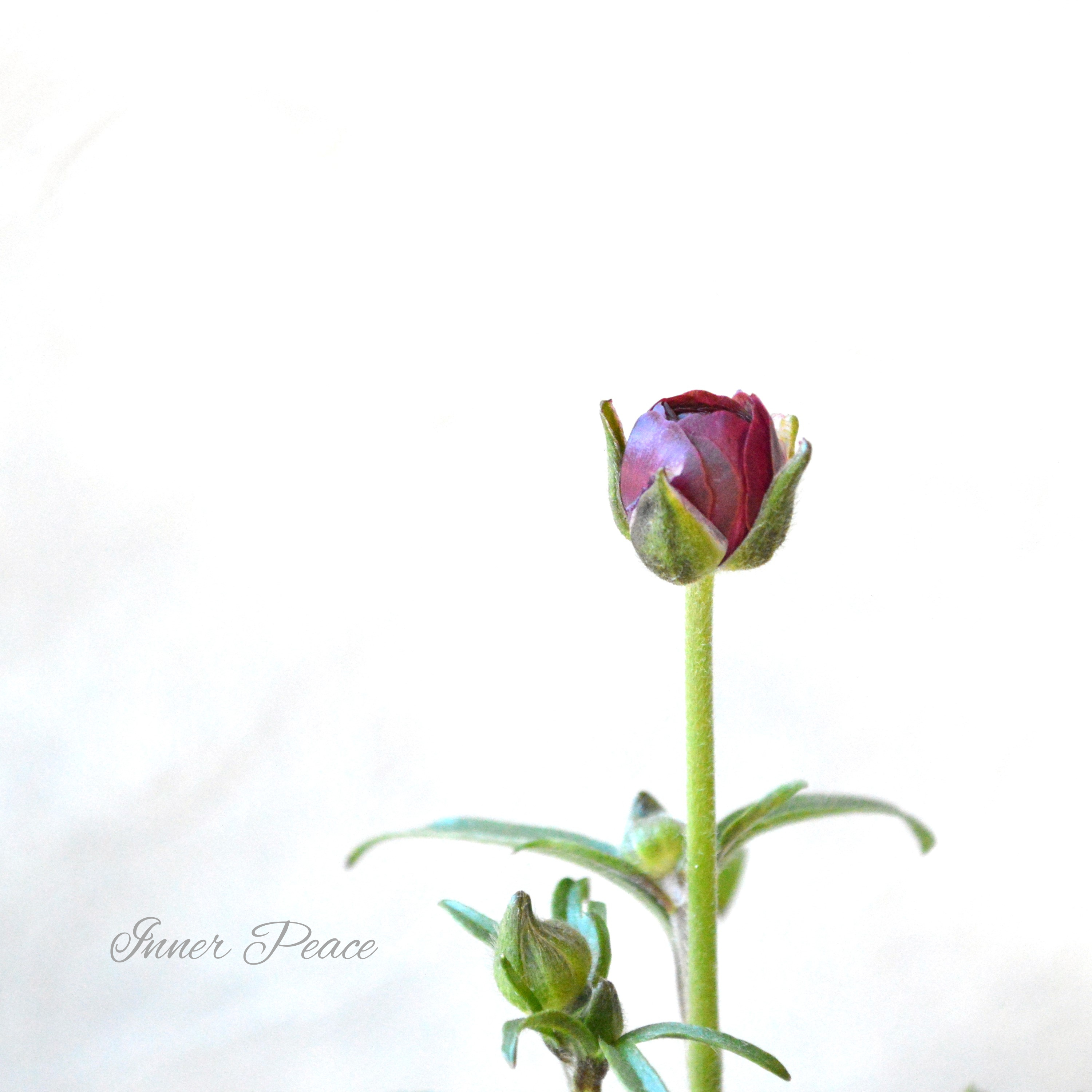 【美しい】 ラナンキュラス・ラックス 『ディオニュソス』 4寸POT