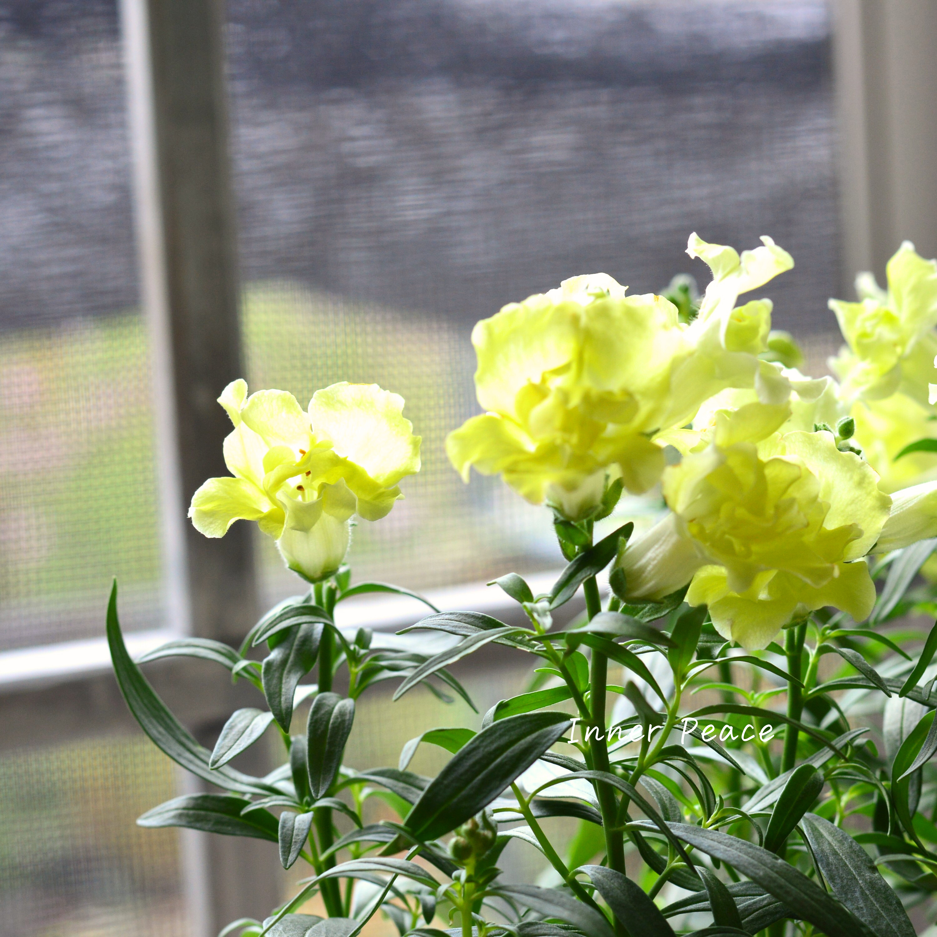 【かわいい】 キンギョソウ・トゥイニー 『イエロー』 3寸ロングPOT