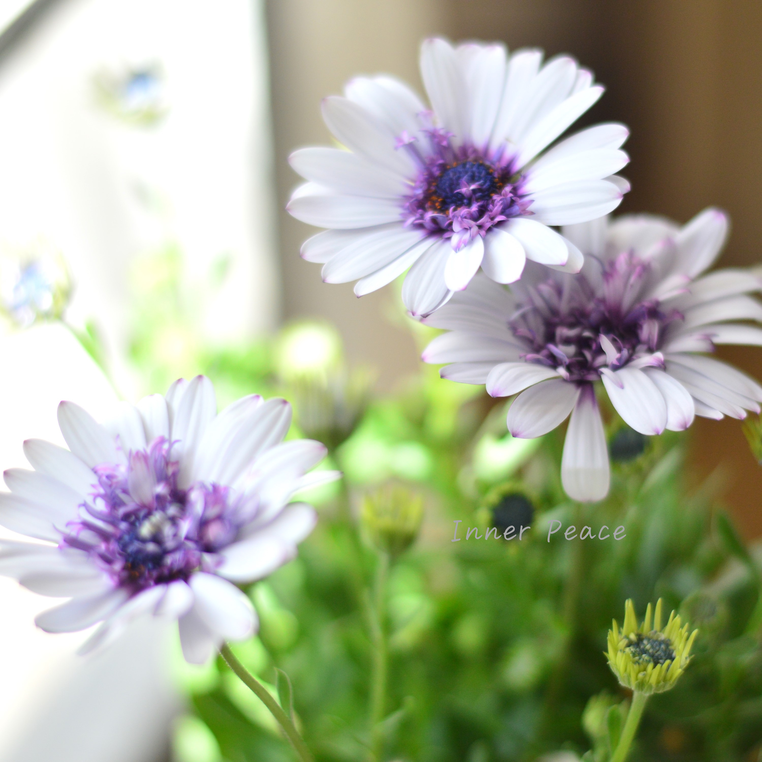 【大人かわいい】 オステオスペルマム 『フォーチュンブルー』 3.5寸POT