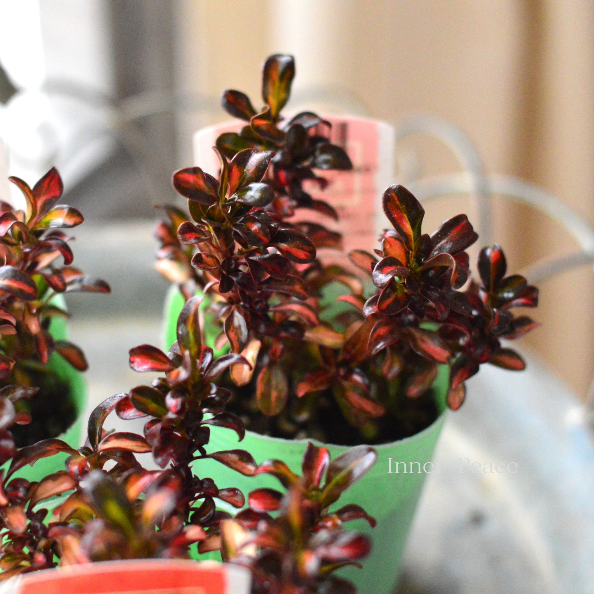 【寄せ植えに】 コプロスマ 『イブニンググロー』 2.5寸POT