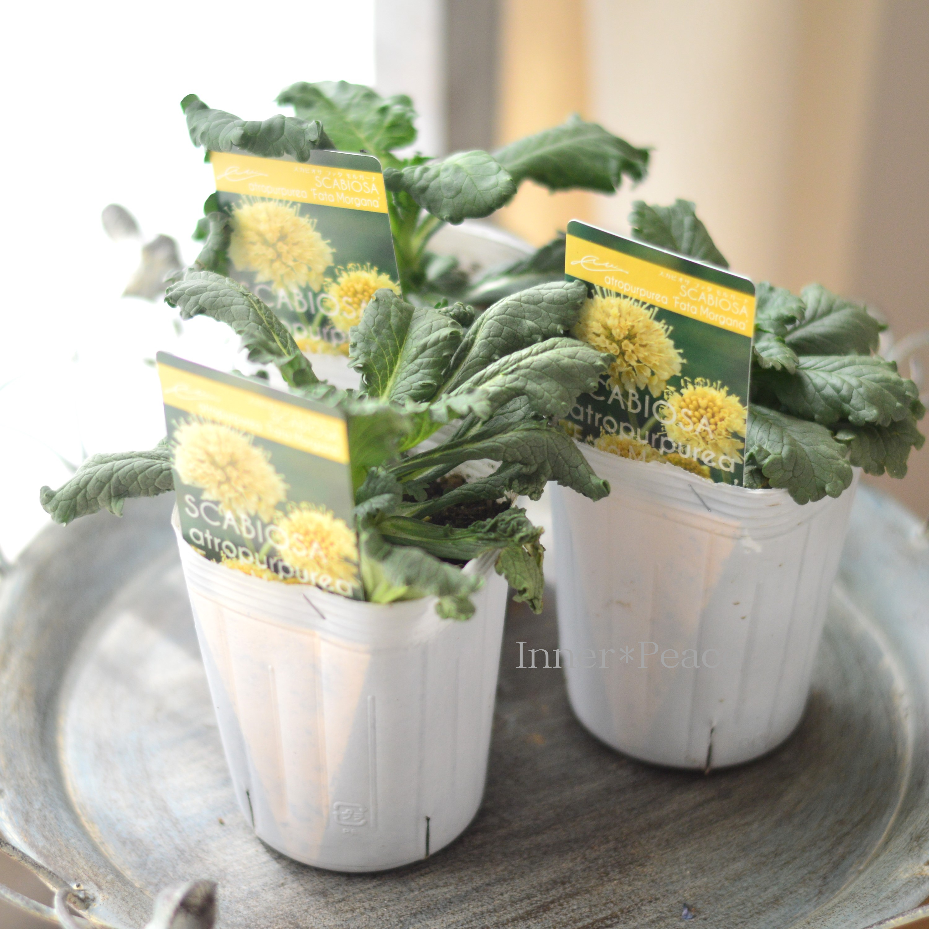 【暑さ寒さに強い】 スカビオサ 『ファタ モルガーナ』 植え込み用 3寸POT