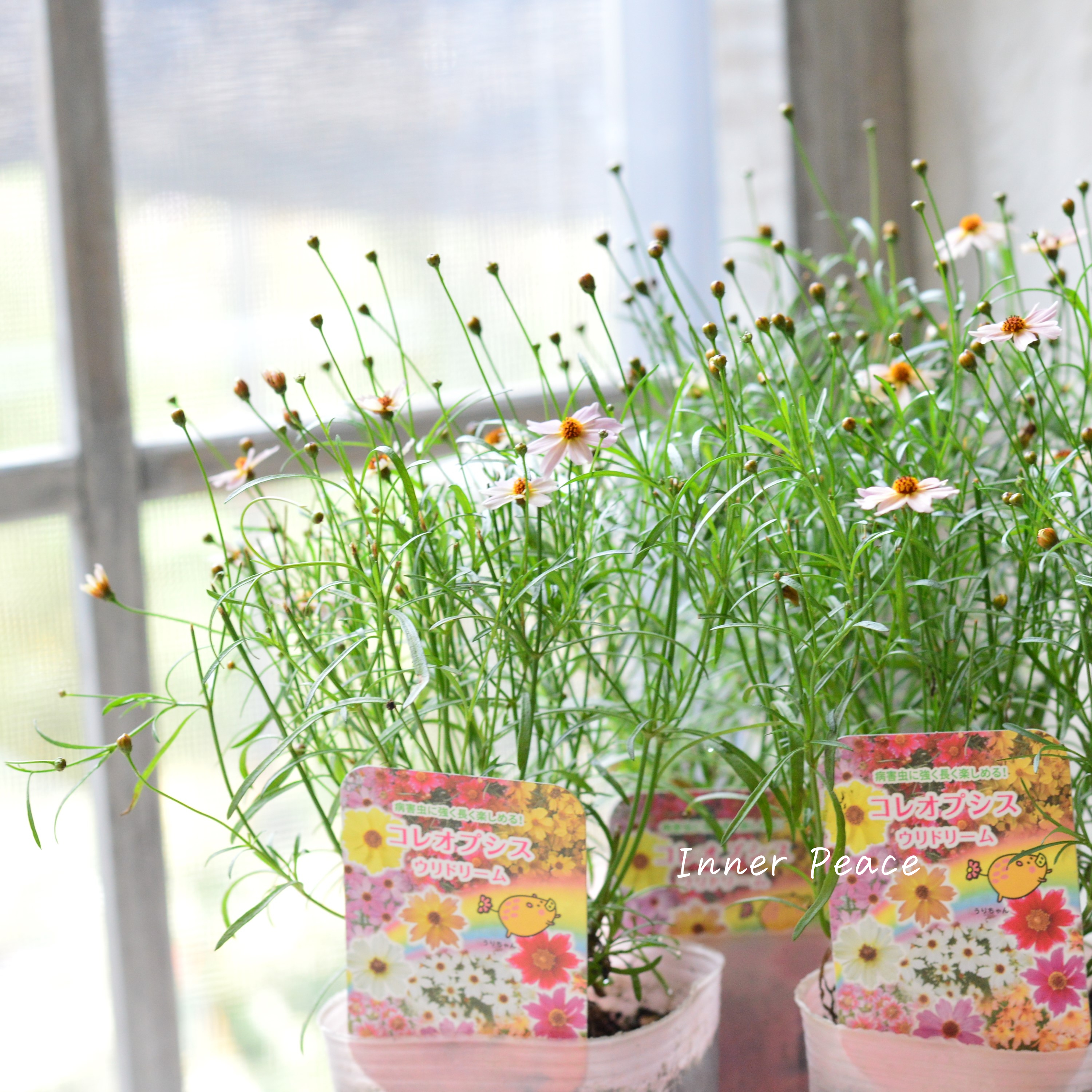 【アンティーク色】コレオプシス『ウリドリーム・ピンクリボン』 3寸POT