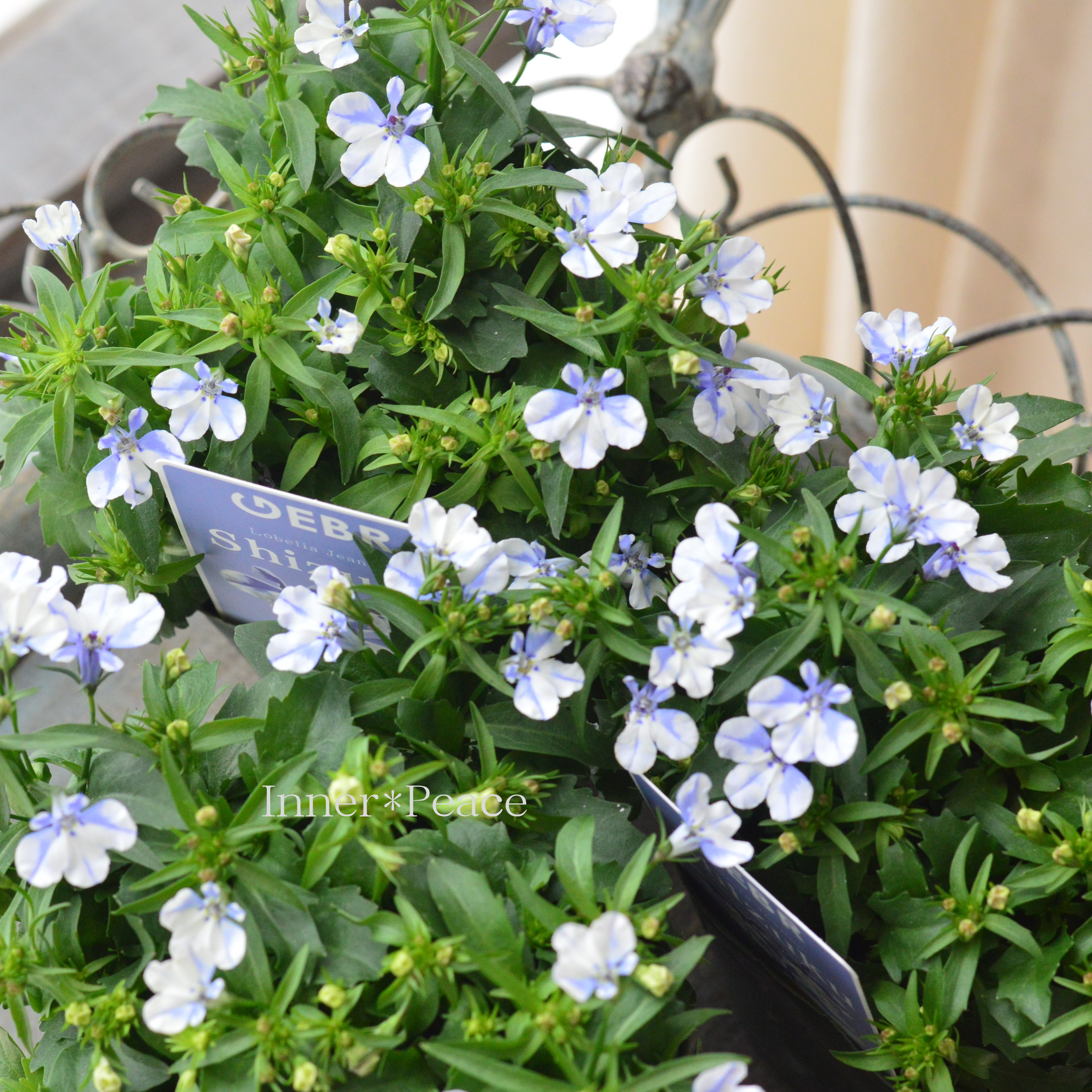 【ゲブラさん】 ロベリア 『シズク』 3.5寸POT