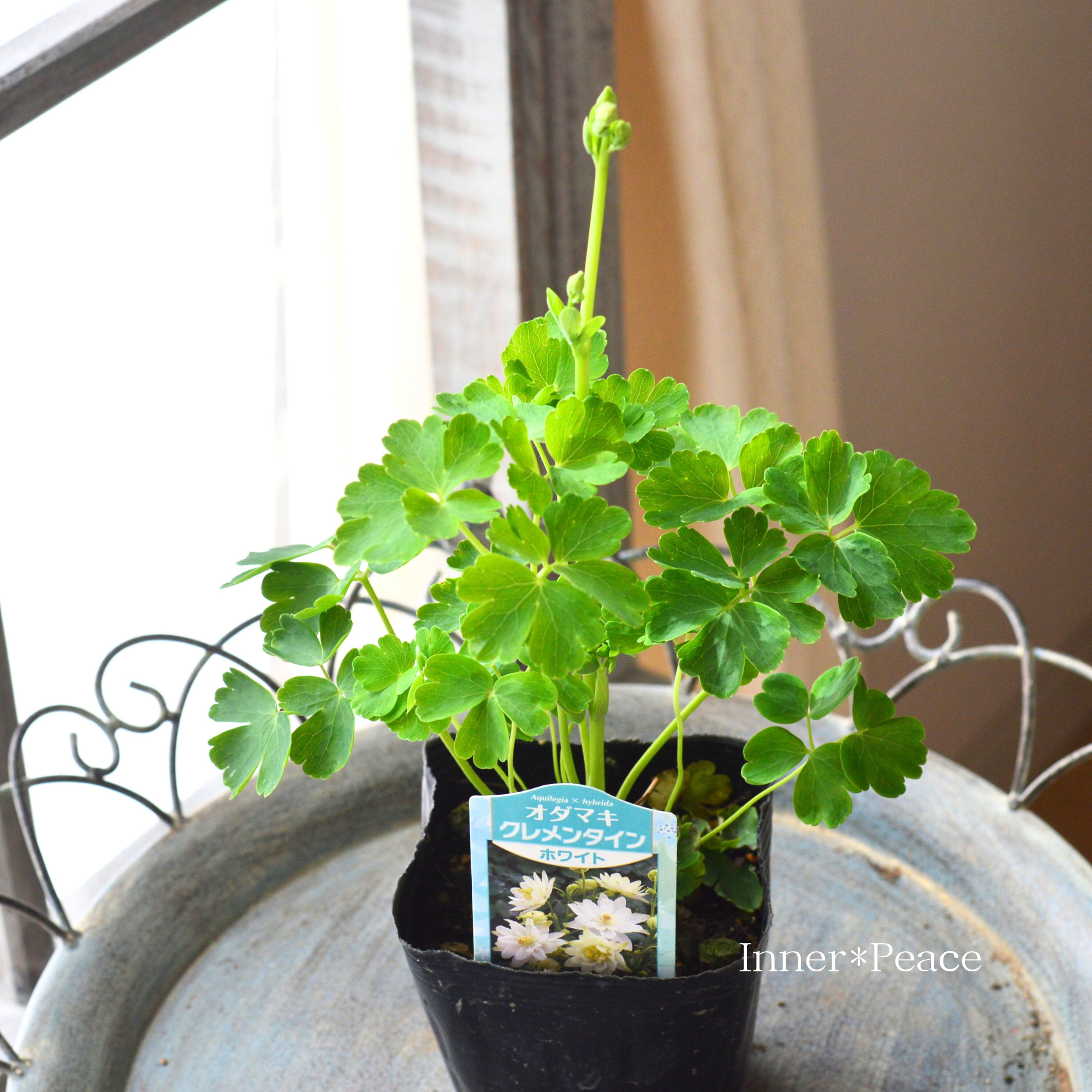 【八重咲き】 オダマキ・クレメンタイン 『ホワイト』 3.5寸POT