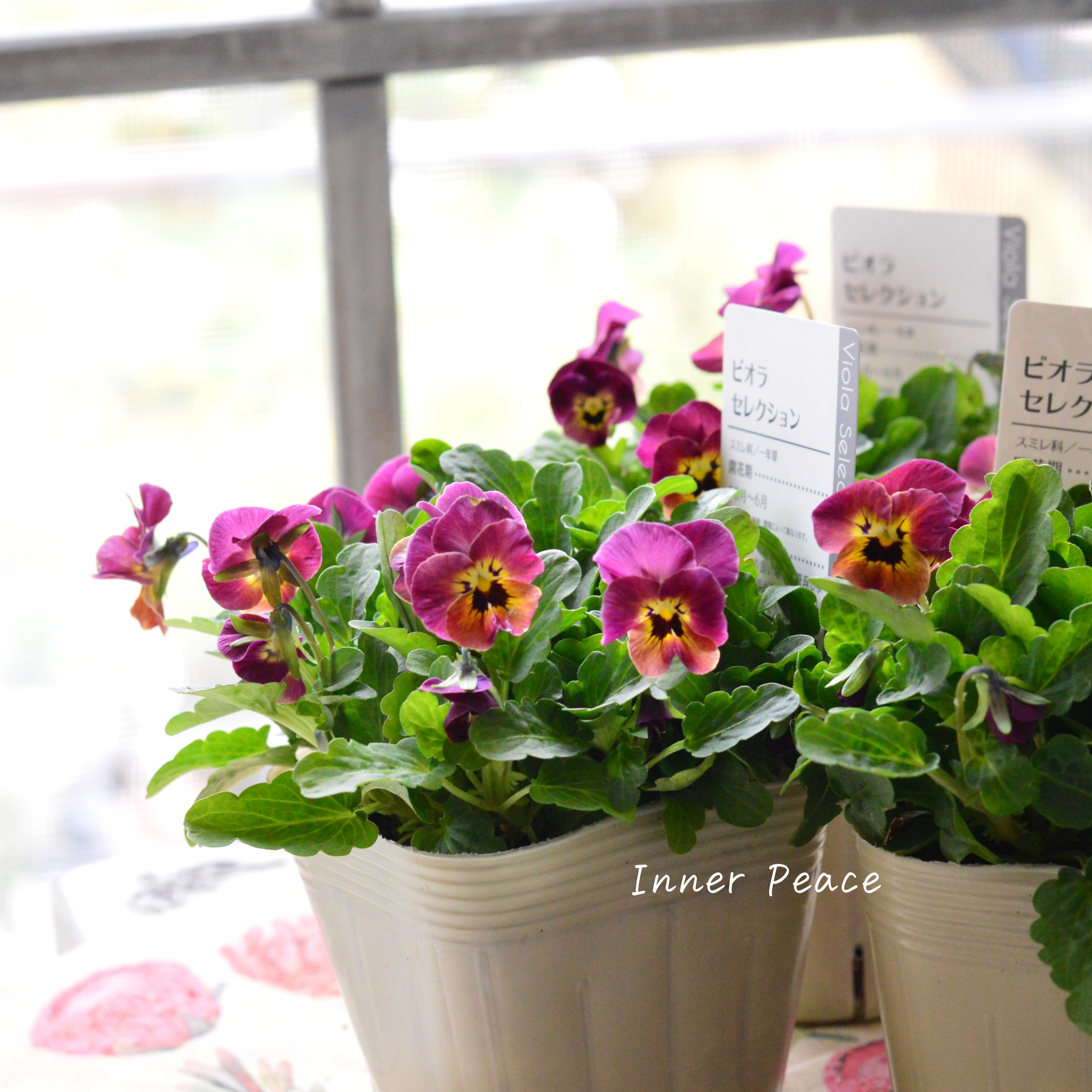 【アンティーク】 ビオラ 『レータ』 3.5寸POT