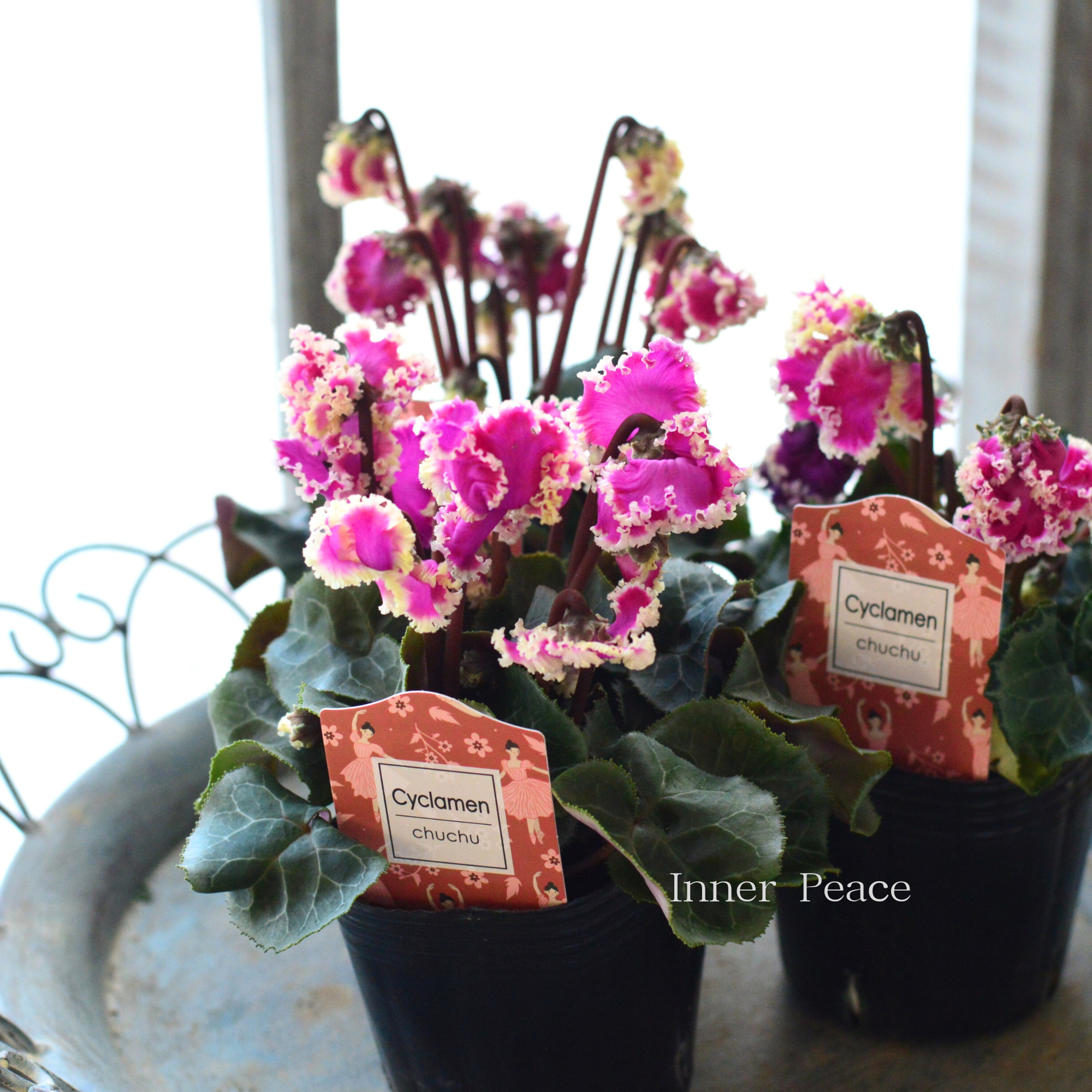 【麻野間園芸さん】 シクラメン 『チュチュバレリーナ』 3寸POT