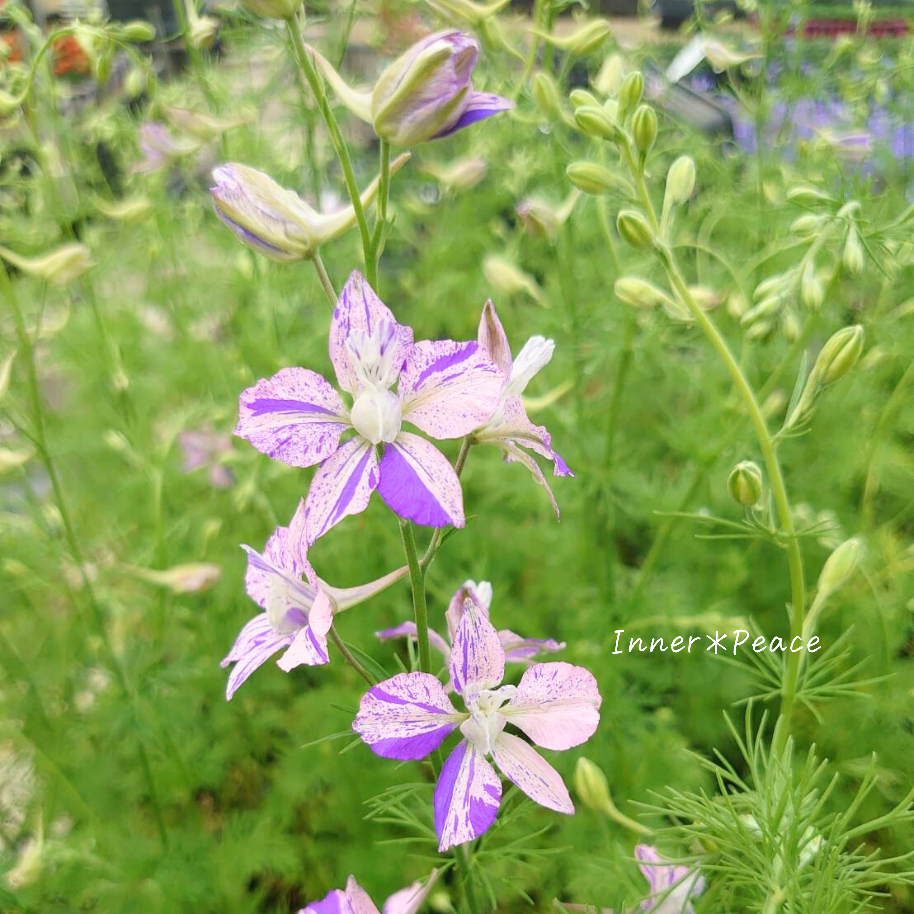 【希少】 見元園芸さん ラークスパー 『かぐや姫』 3.5寸POT