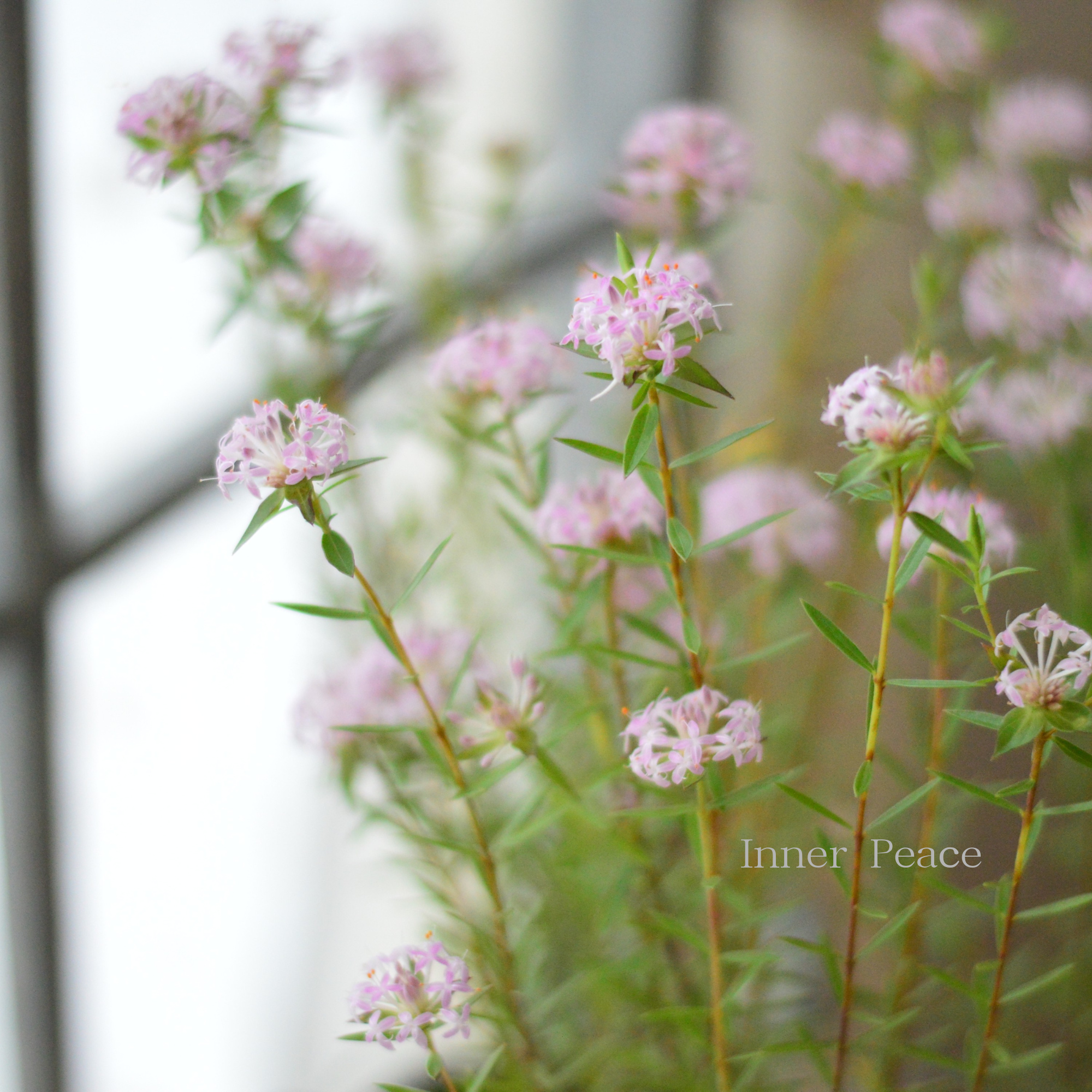 【四季咲き】 ピメレア 『フォーシーズンズ』 3寸ロングPOT