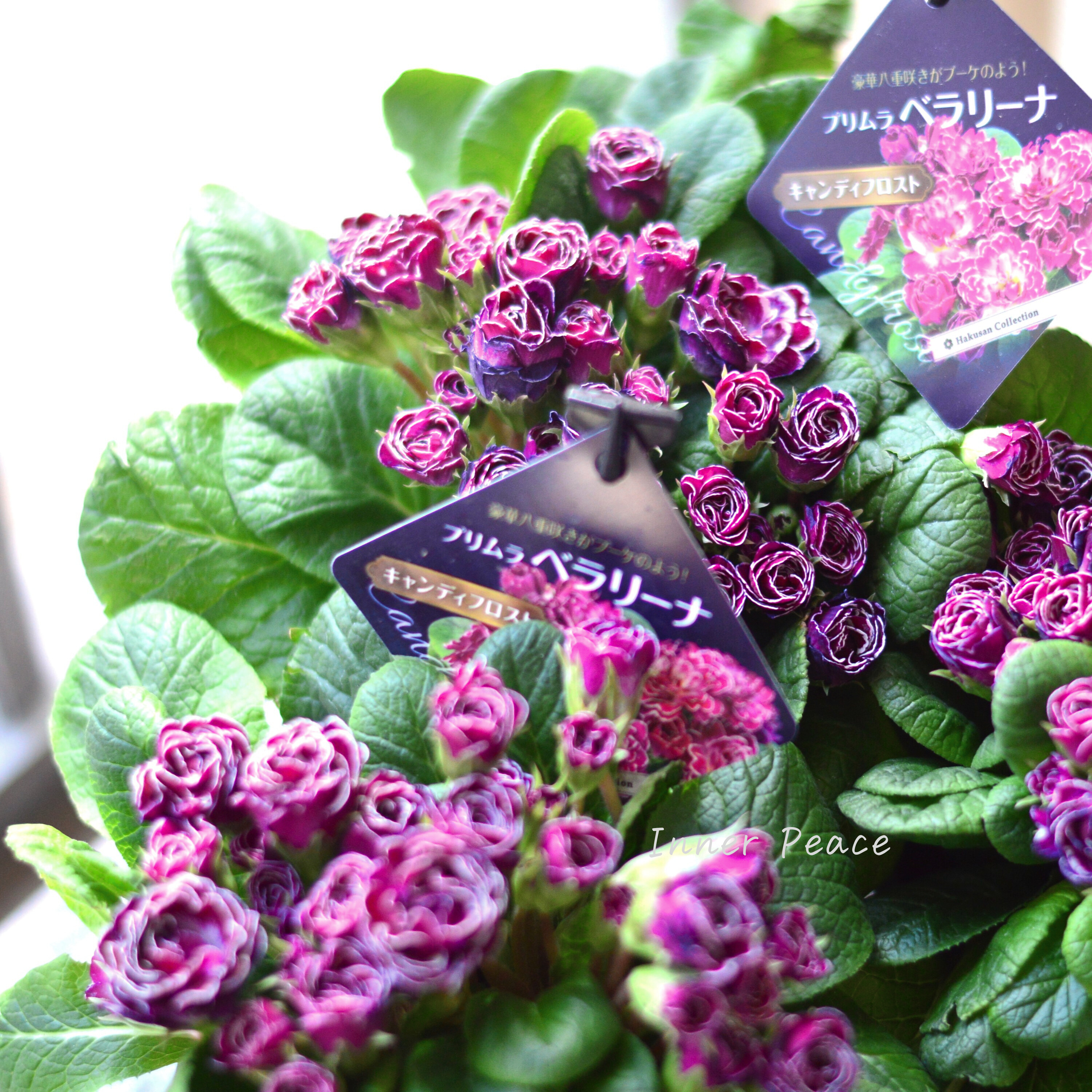 【八重咲き】 プリムラ 『ベラリーナ・キャンディフロスト』 4寸POT