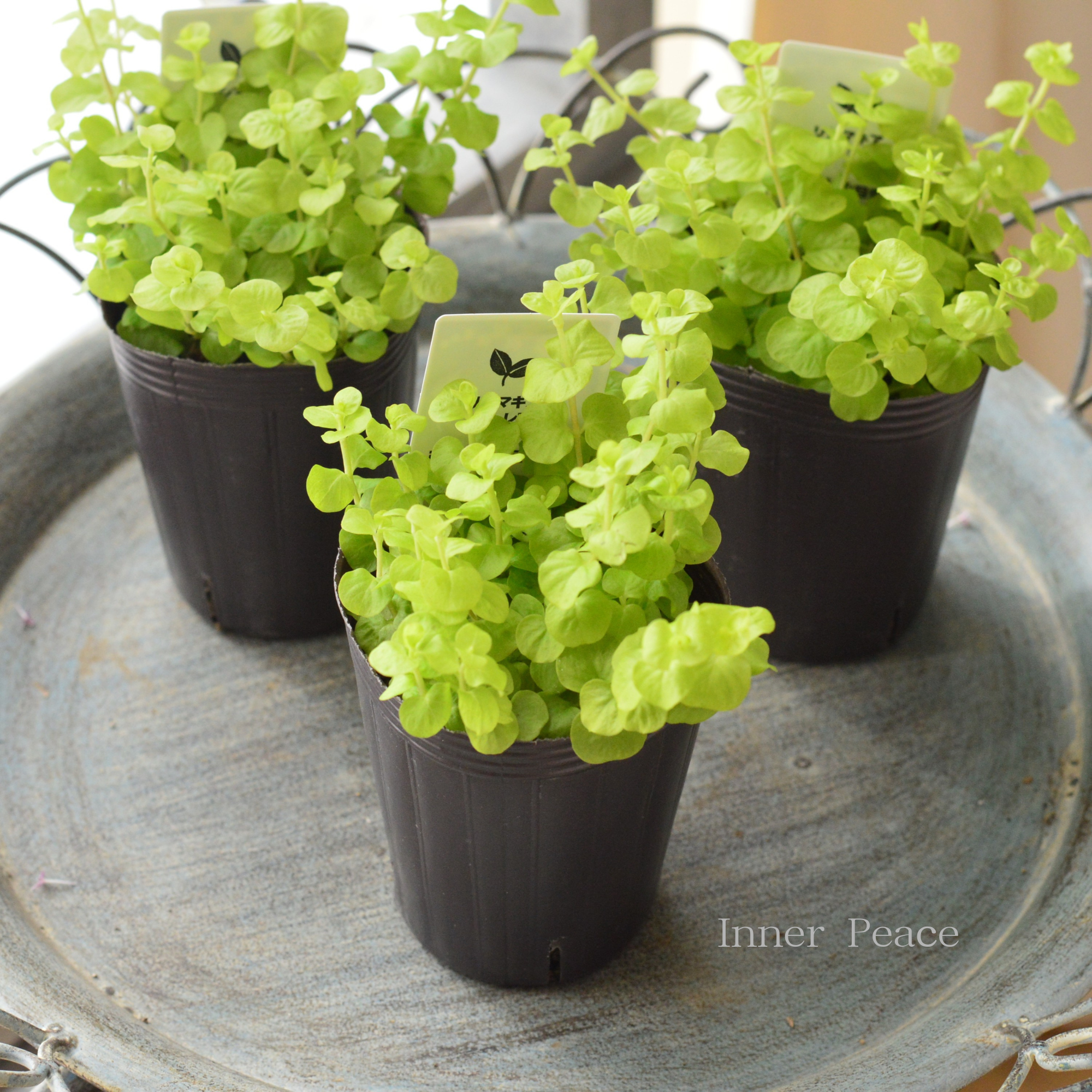 【分割できる】 リシマキア 『ヌムラリア・オーレア』 2.5寸ロングPOT