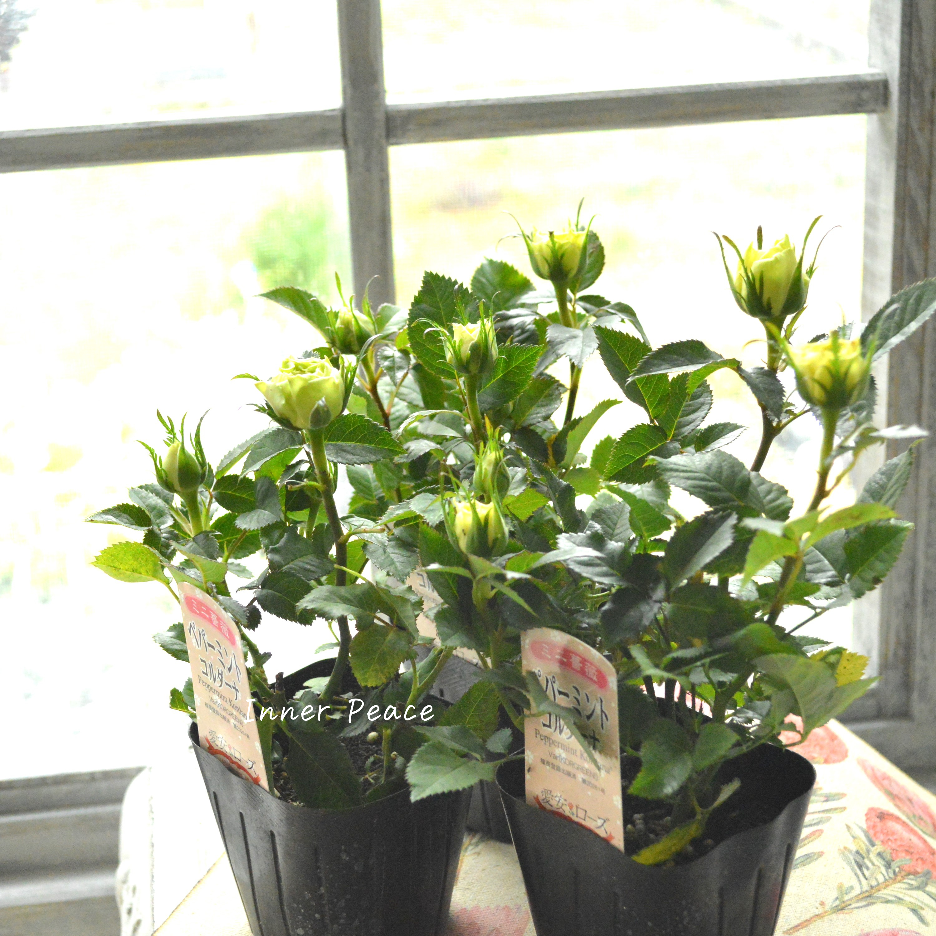 【美しい】ミニ薔薇 『コルダナ・ペパーミント』 3寸POT