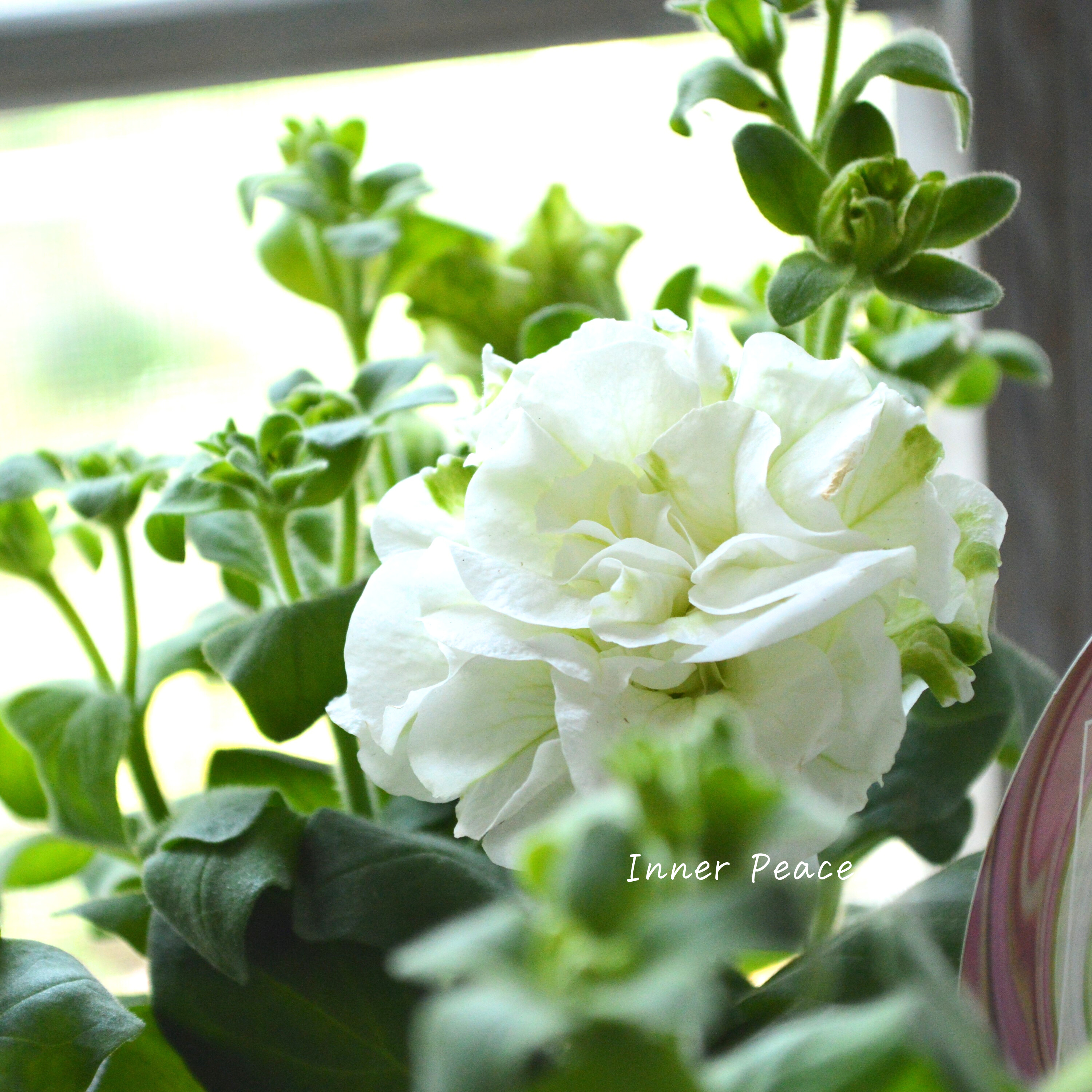 【ガルテン湘南さん】 ペチュニア 『湘南マルモ・ヴェルデ』 3.5寸POT