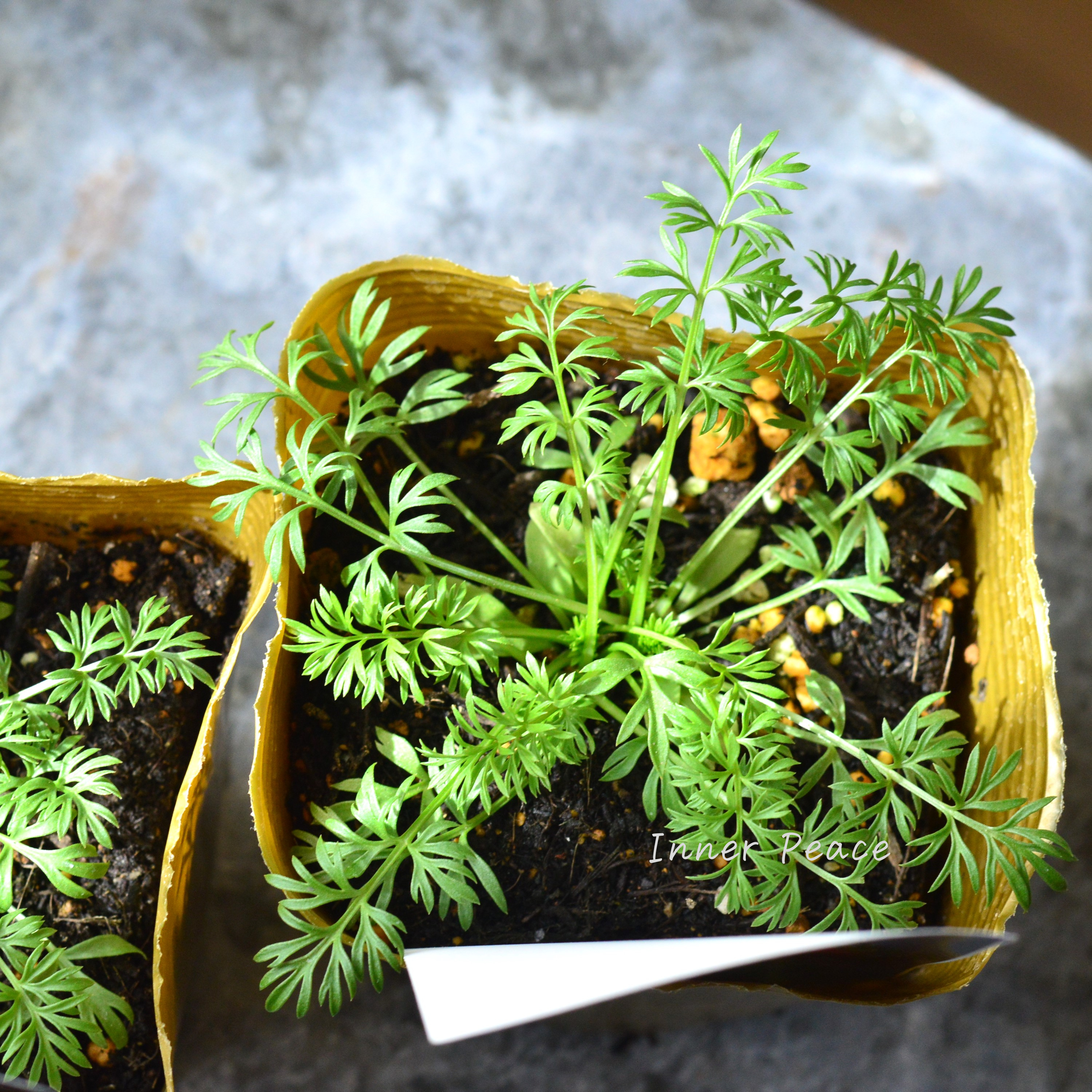 【オシャレ】 ニゲラ 『ミスジーキル』 植え込み用 3寸POT