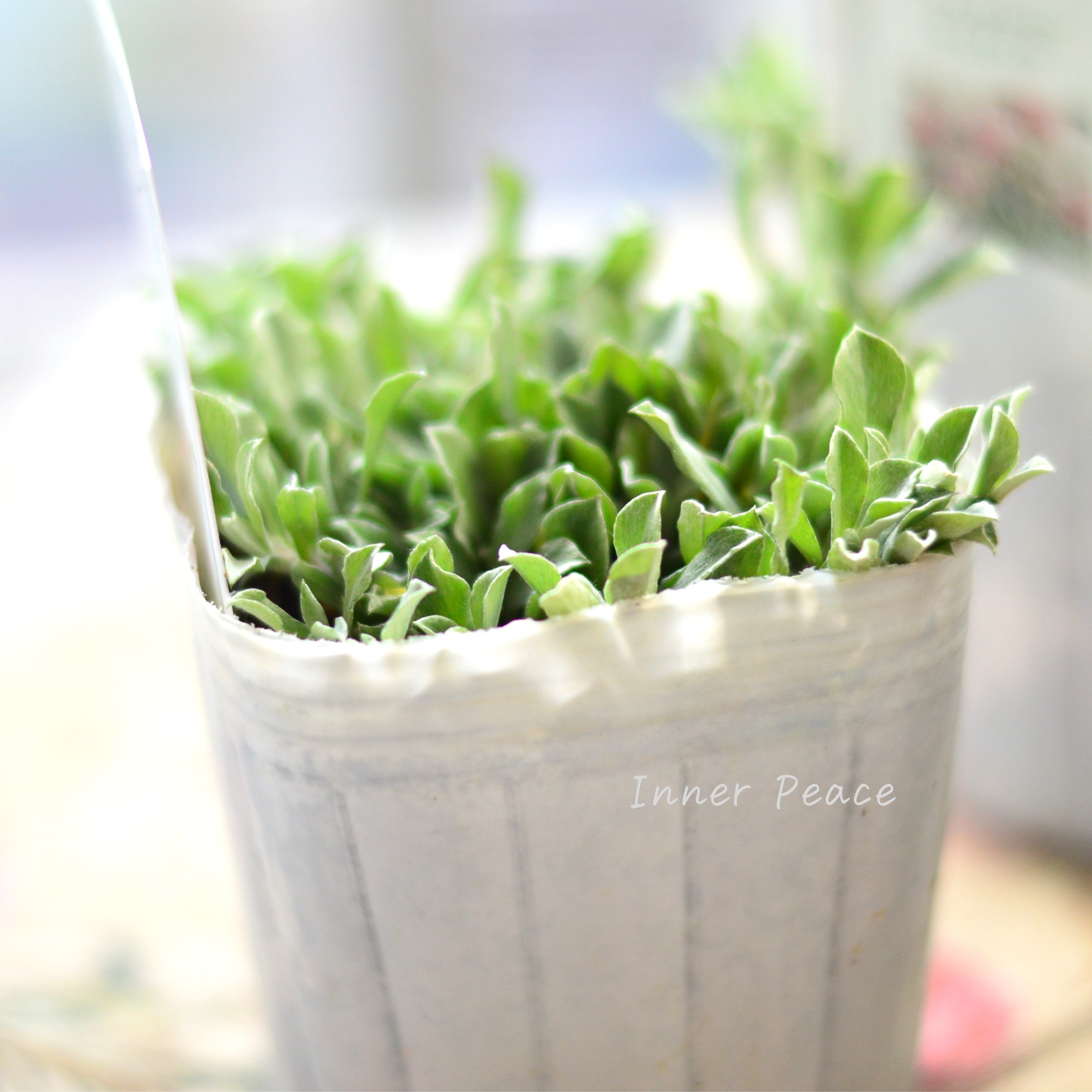 【寒さに強い】 アンテナリア 『ディオイカ』 植え込み用 3寸POT