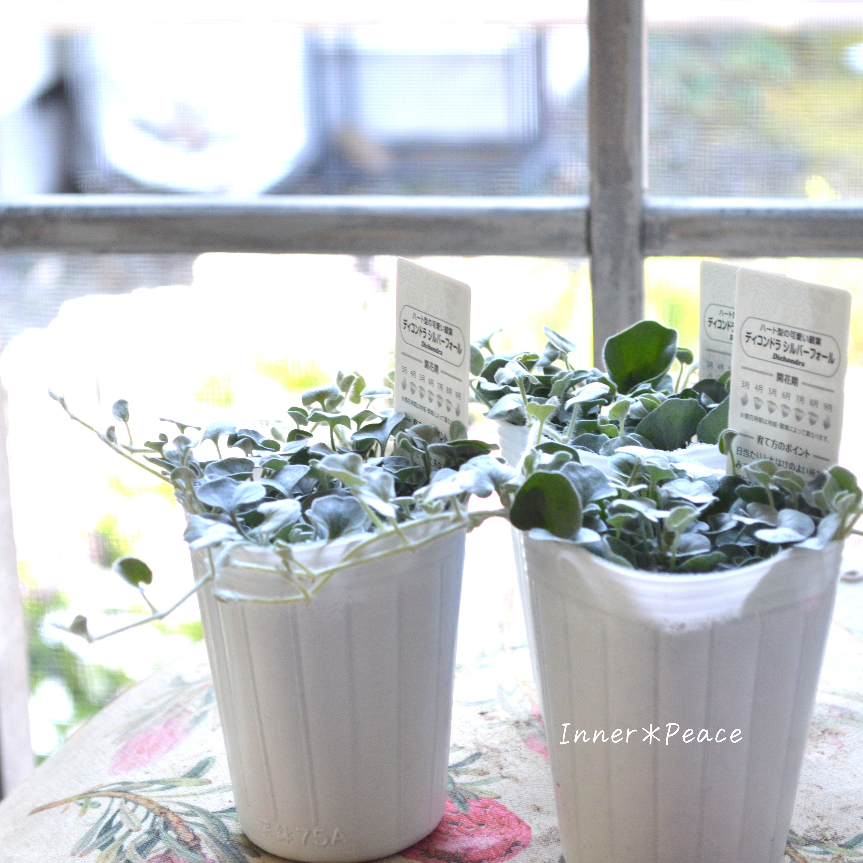 【オシャレ】 ディコンドラ 『シルバーフォール』 2.5寸ロングPOT