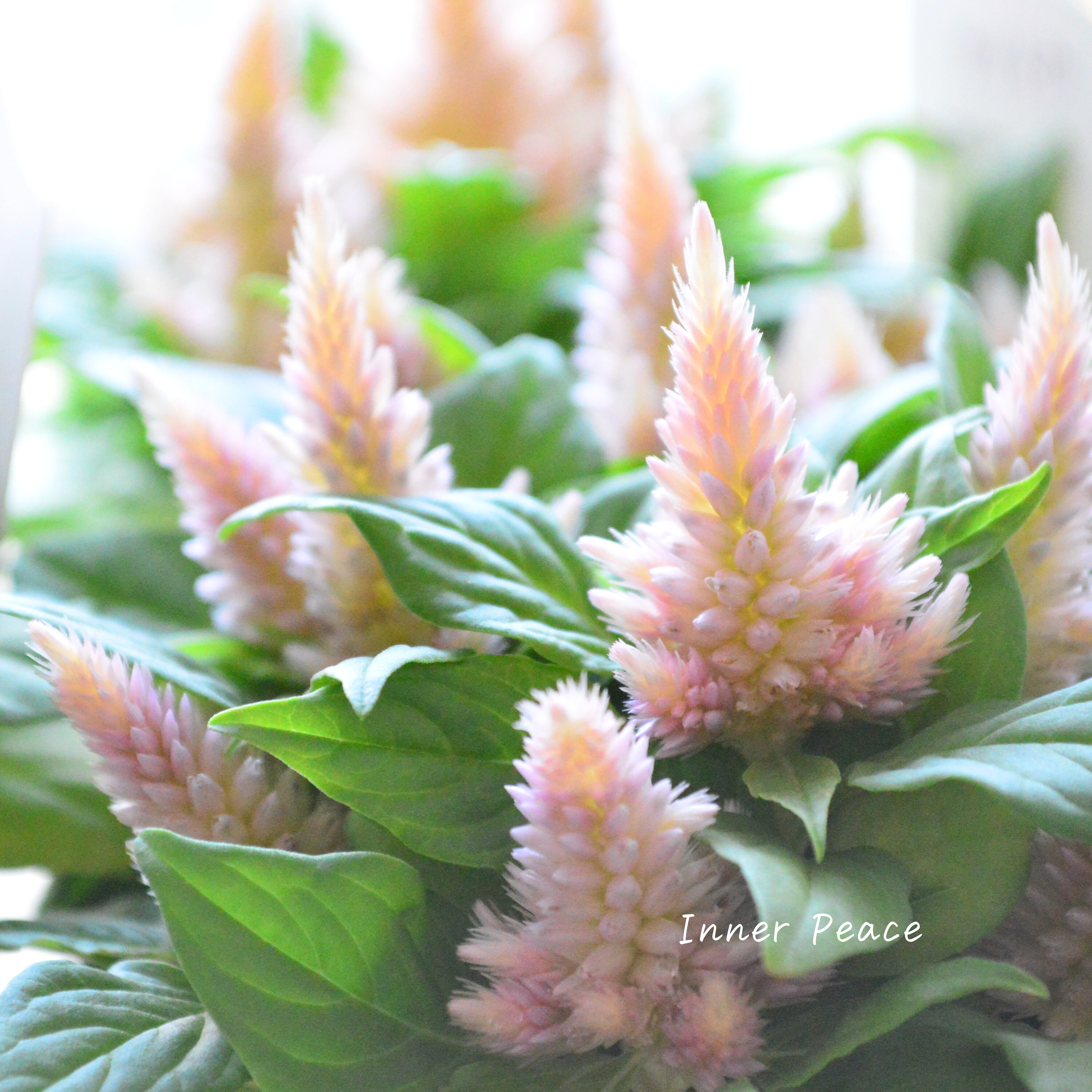 【秋のお花】 ケイトウ(多粒撒き) 『サーモンピンク』 3寸POT