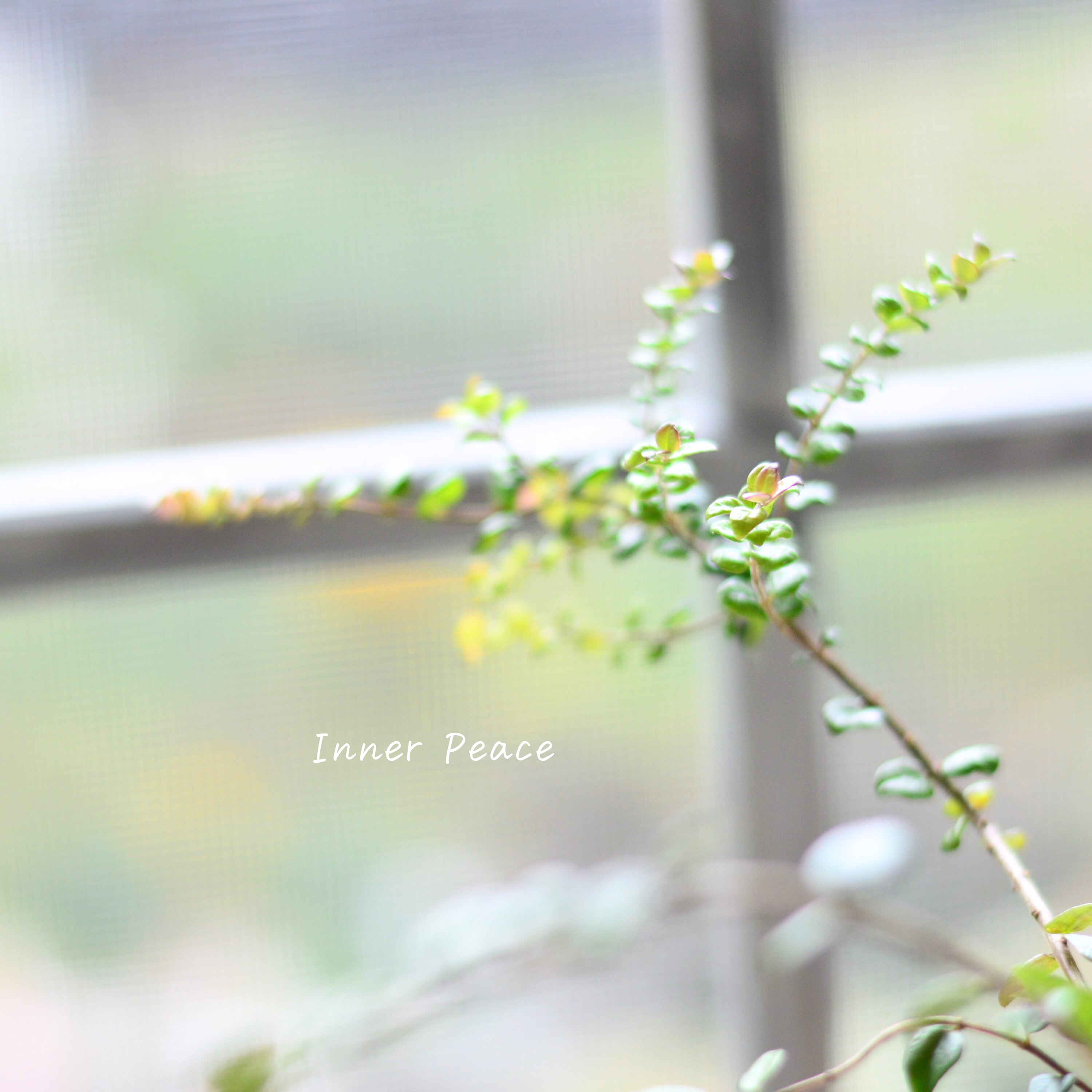 【常緑】 ロニセラ ニティダ 『レッドチップ』 3寸POT