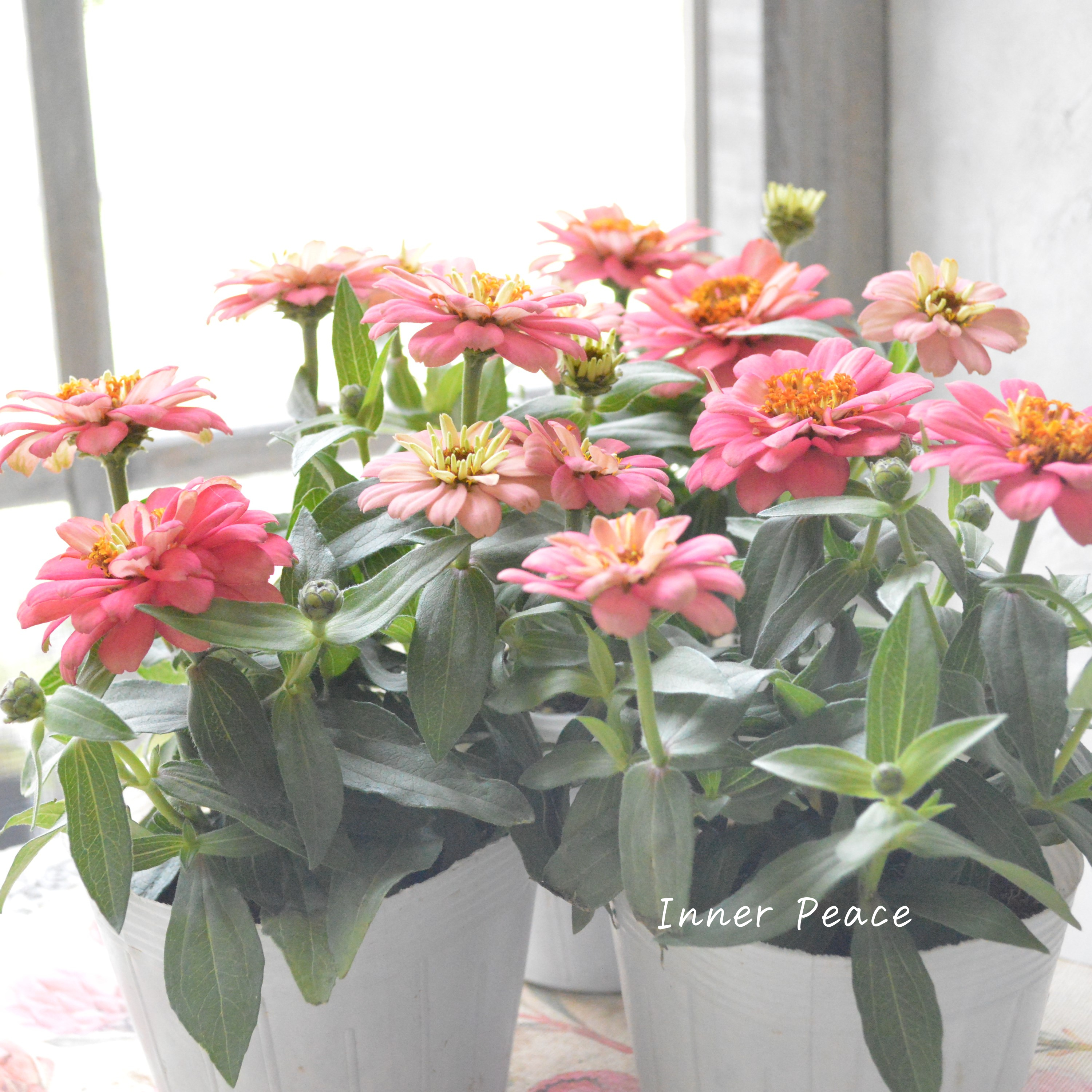 【八重咲き】ジニア・ダブルザハラ『サーモン』 3.5寸POT