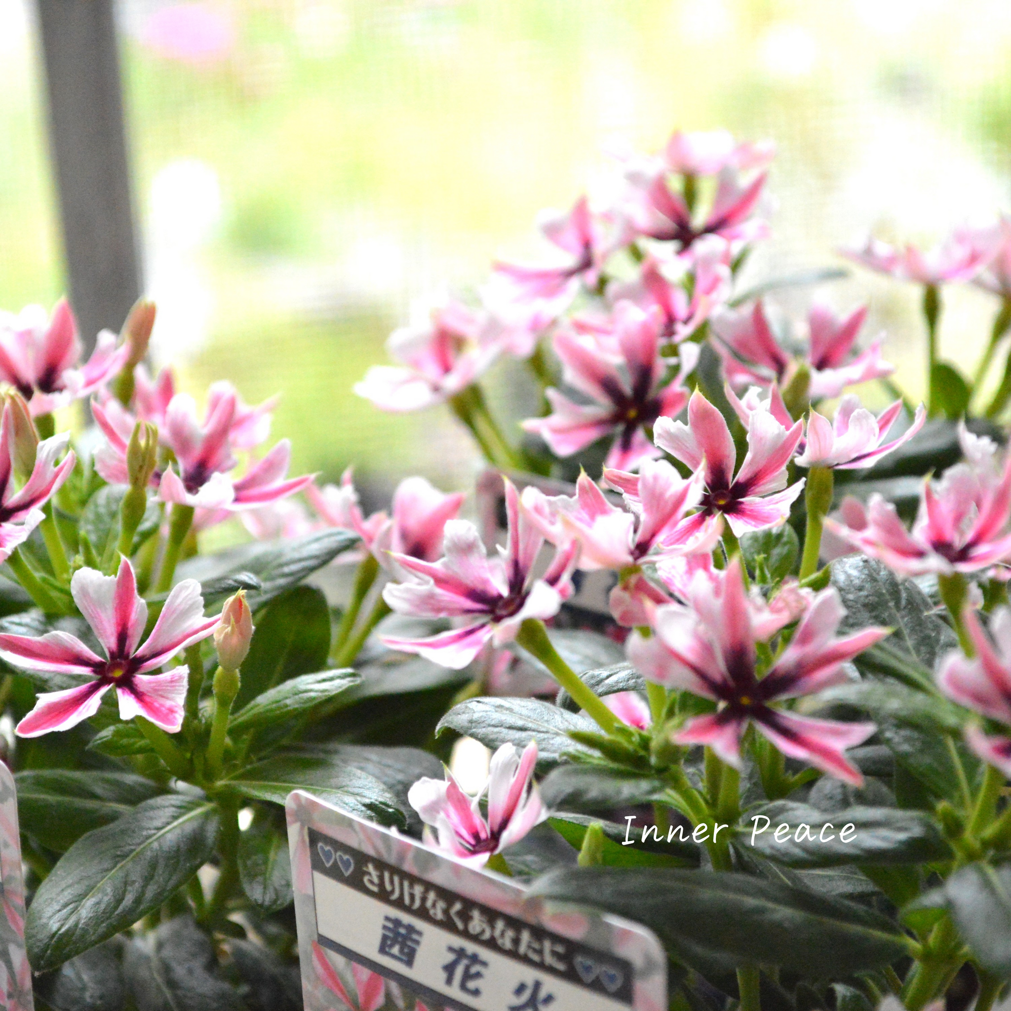 北島園芸さん】 ニチニチソウ 『茜花火』 3.5寸POT 北島園芸さん】 ニチニチソウ 『茜花火』 3.5寸POT