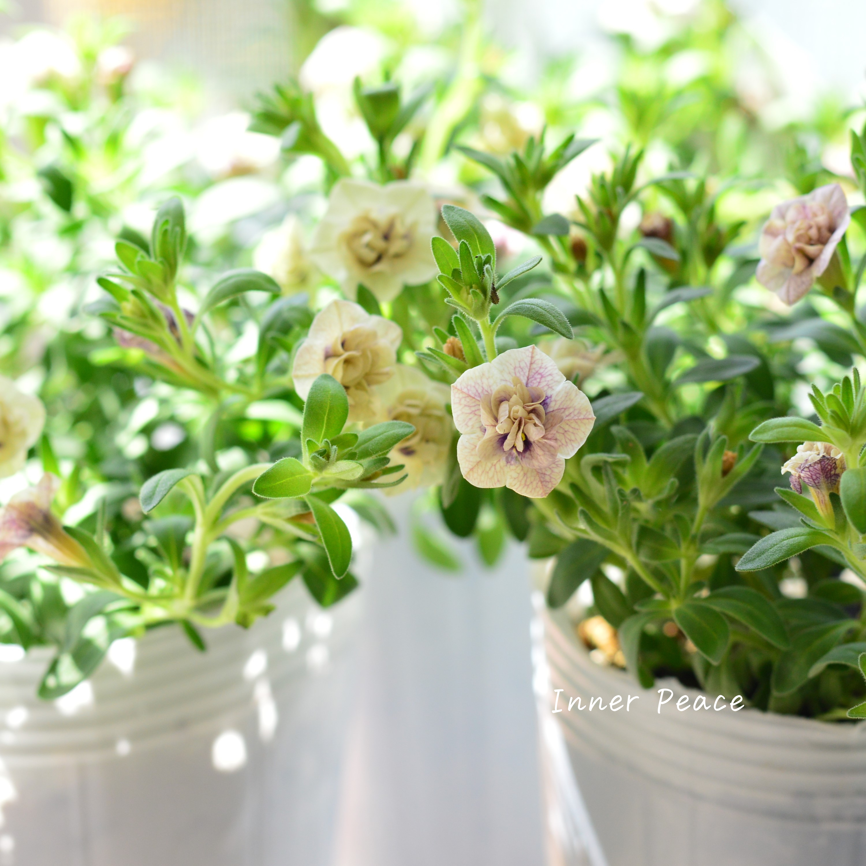 【希少】ナラフラさん カリブラコア 『紫紺のかごめ』 3寸ロングPOT