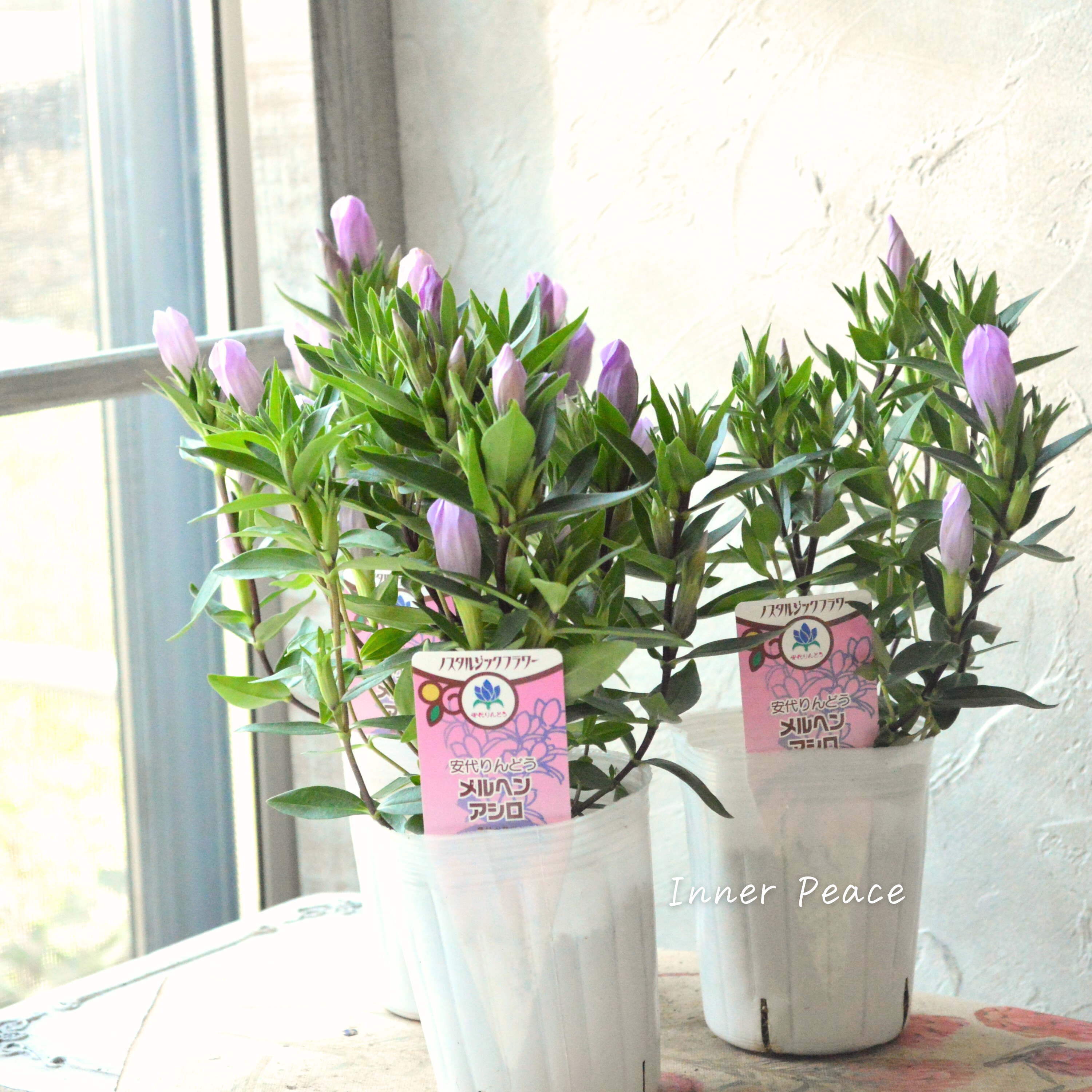 【宿根】 リンドウ 『メルヘンアシロ』 3寸POT