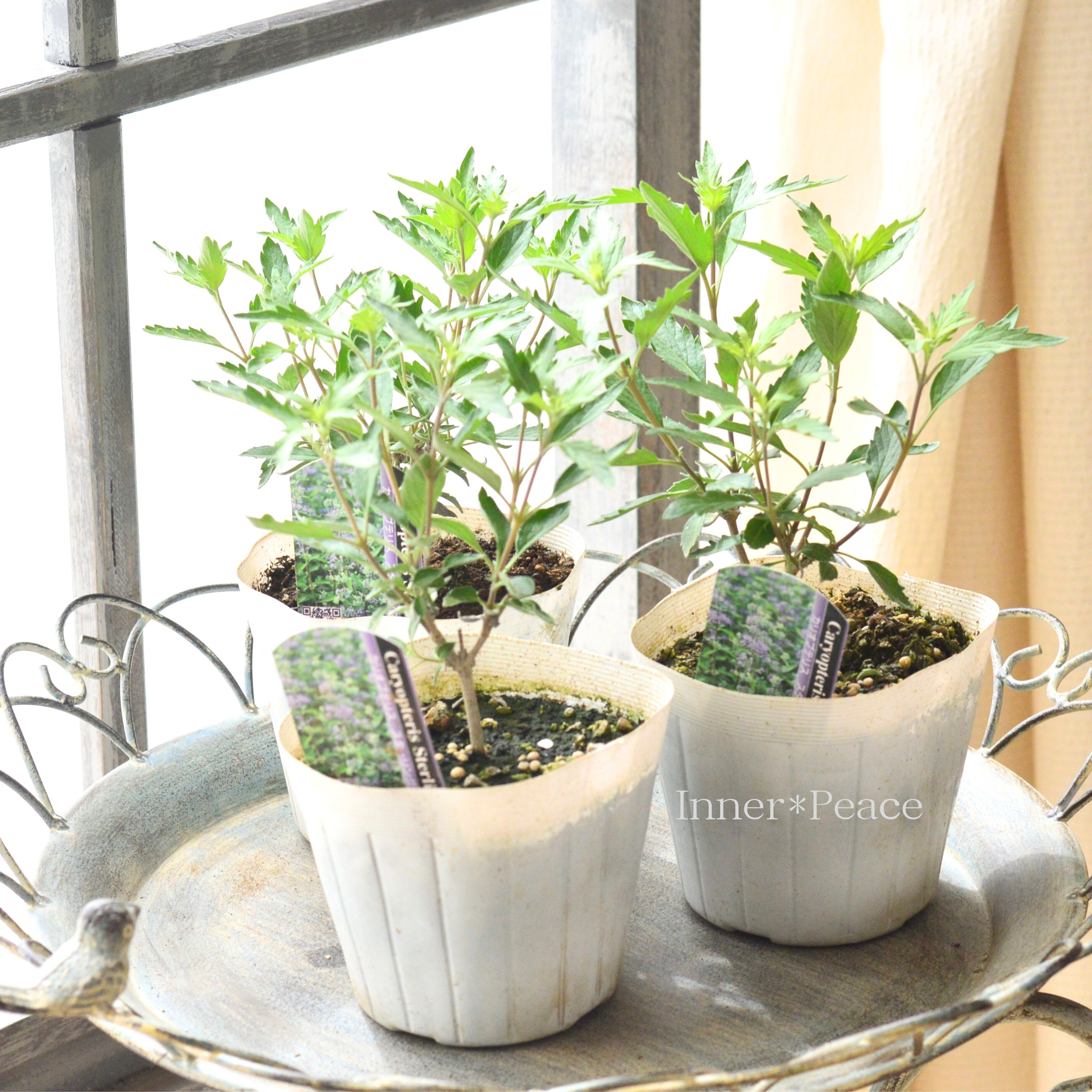 【宿根】 カリオプテリス 『スターリングシルバー』 3寸POT