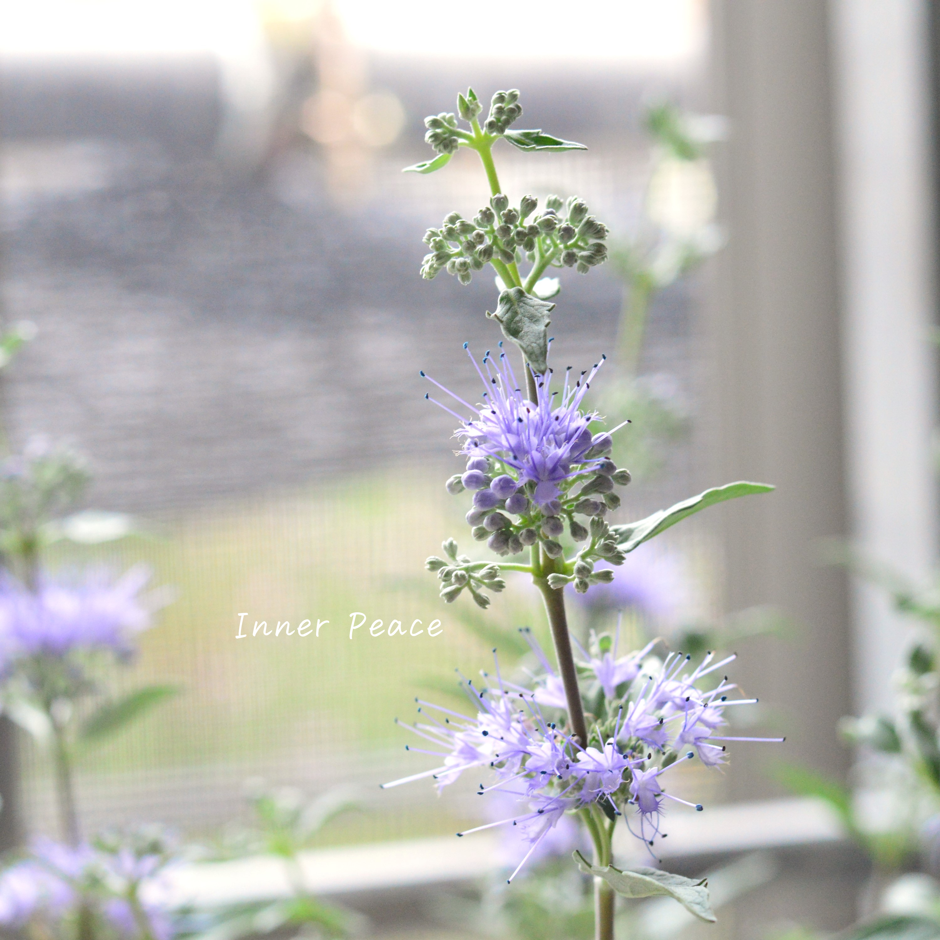 【宿根】 カリオプテリス 『スターリングシルバー』 3寸POT