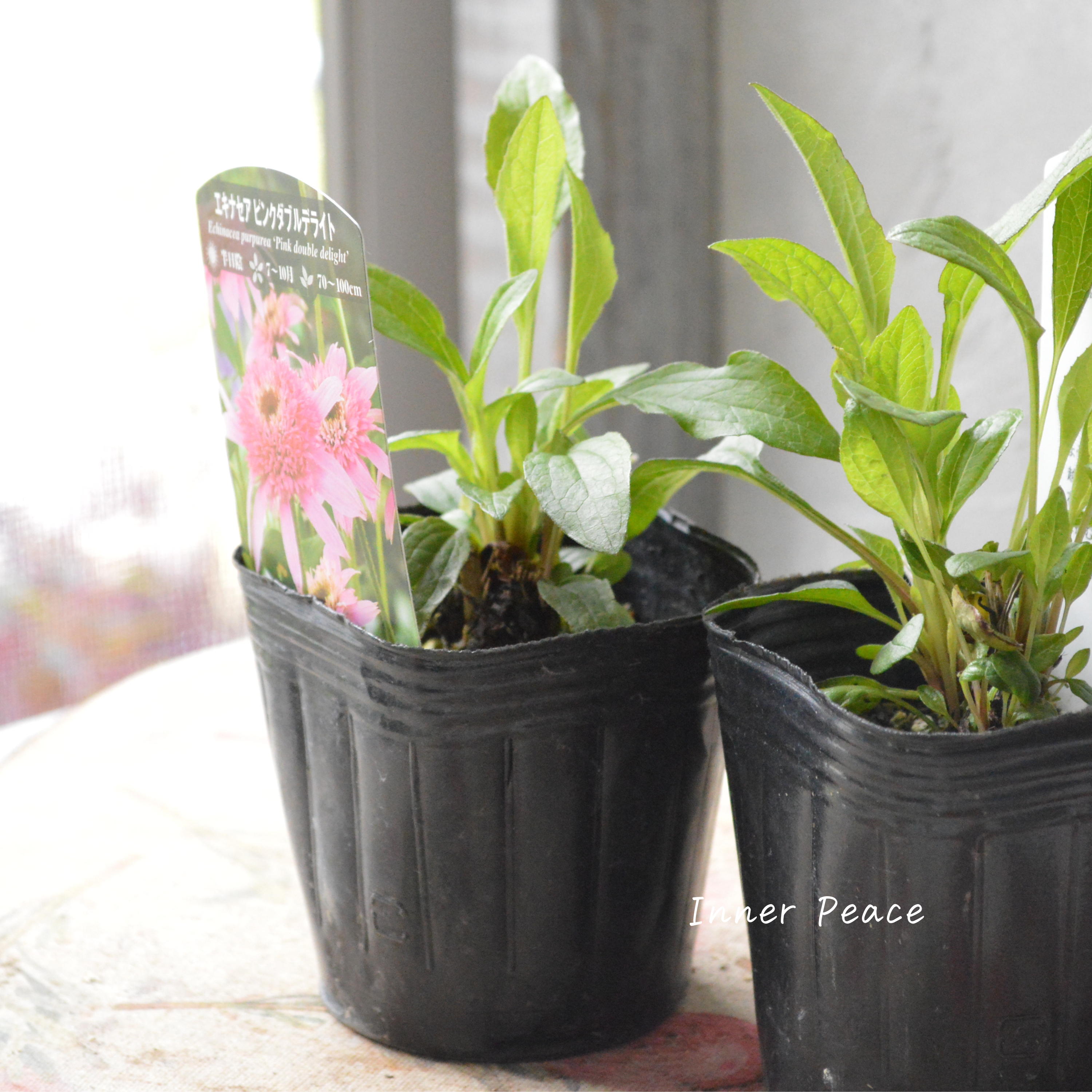 【暑さ寒さに強い】 エキナセア 『ピンクダブルデライト』植え込み用 3寸POT