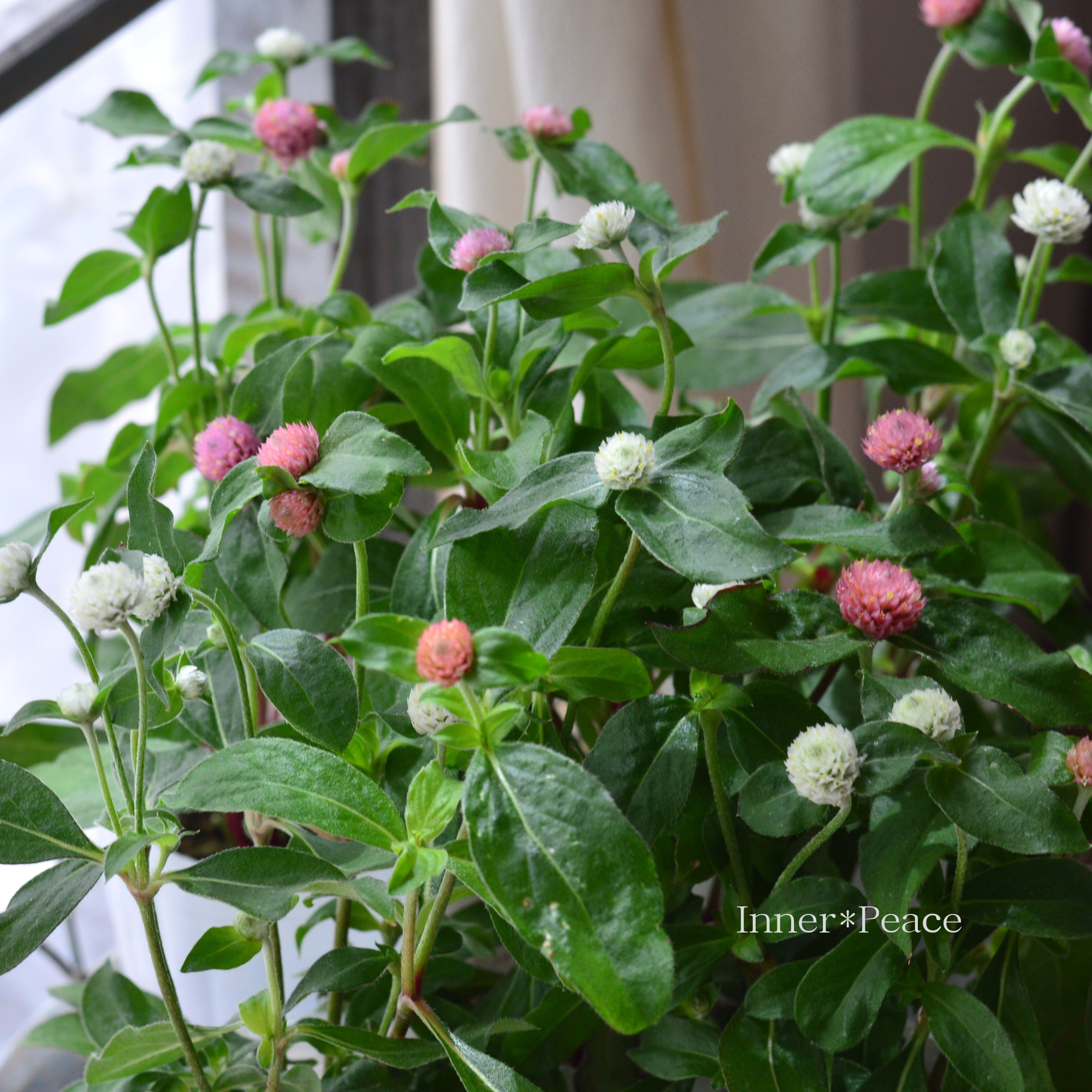 【かわいい】 千日紅 『ラスベガス・2色植え』 3寸ロングPOT