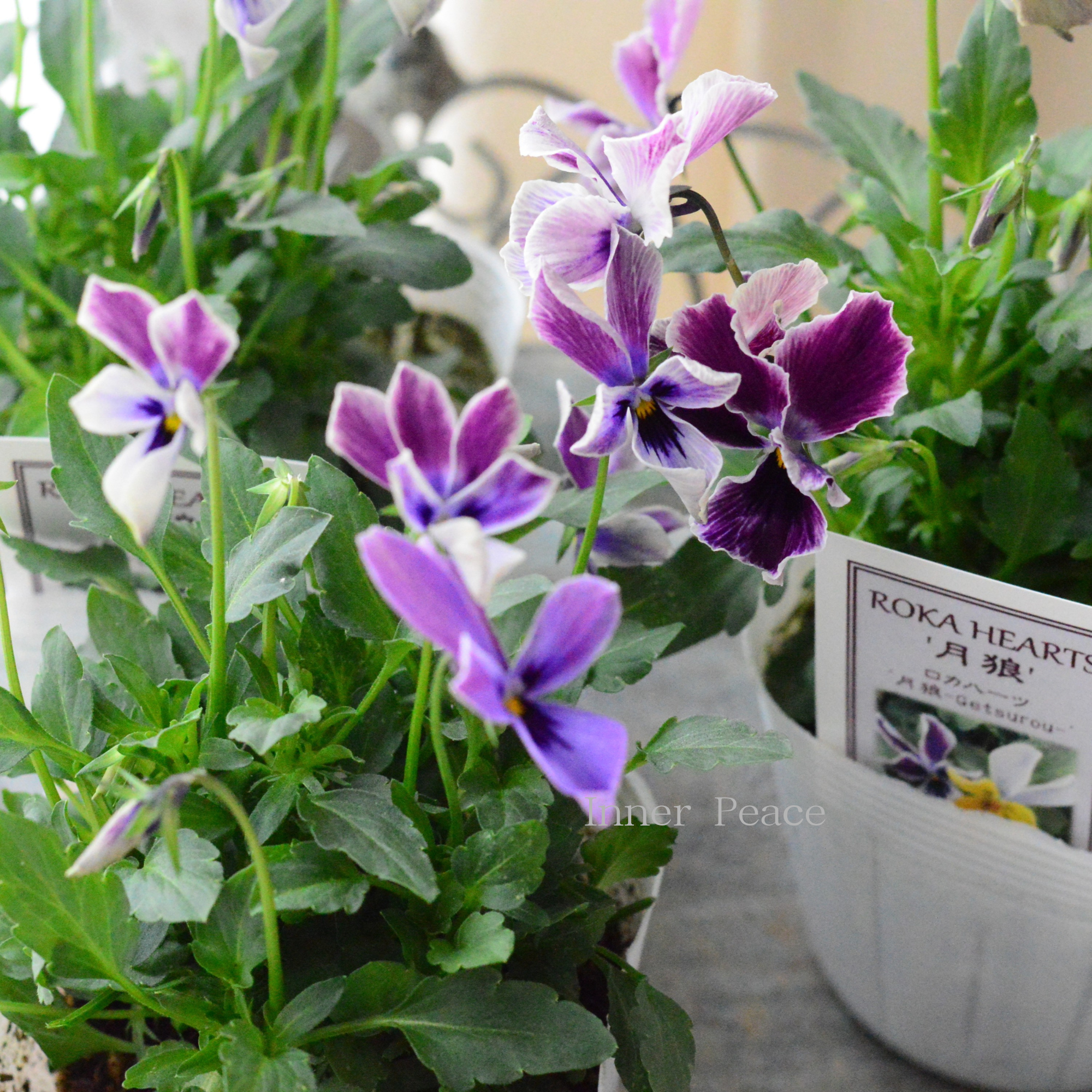 【美しい】 ビオラ ロカハーツ 『月狼』 3.5寸POT