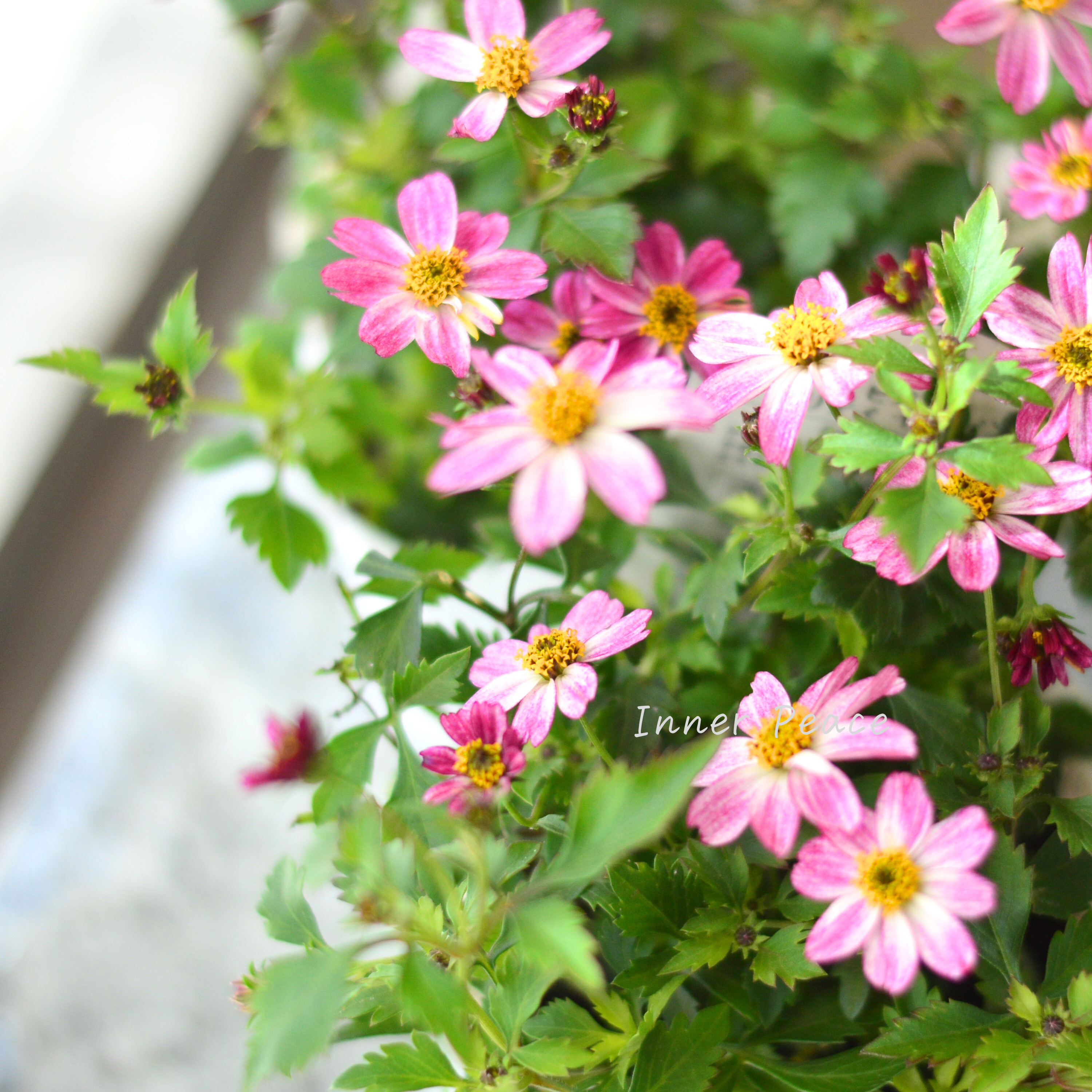 【かわいい】 ビデンス 『プリティ イン ピンク』 3.5寸POT