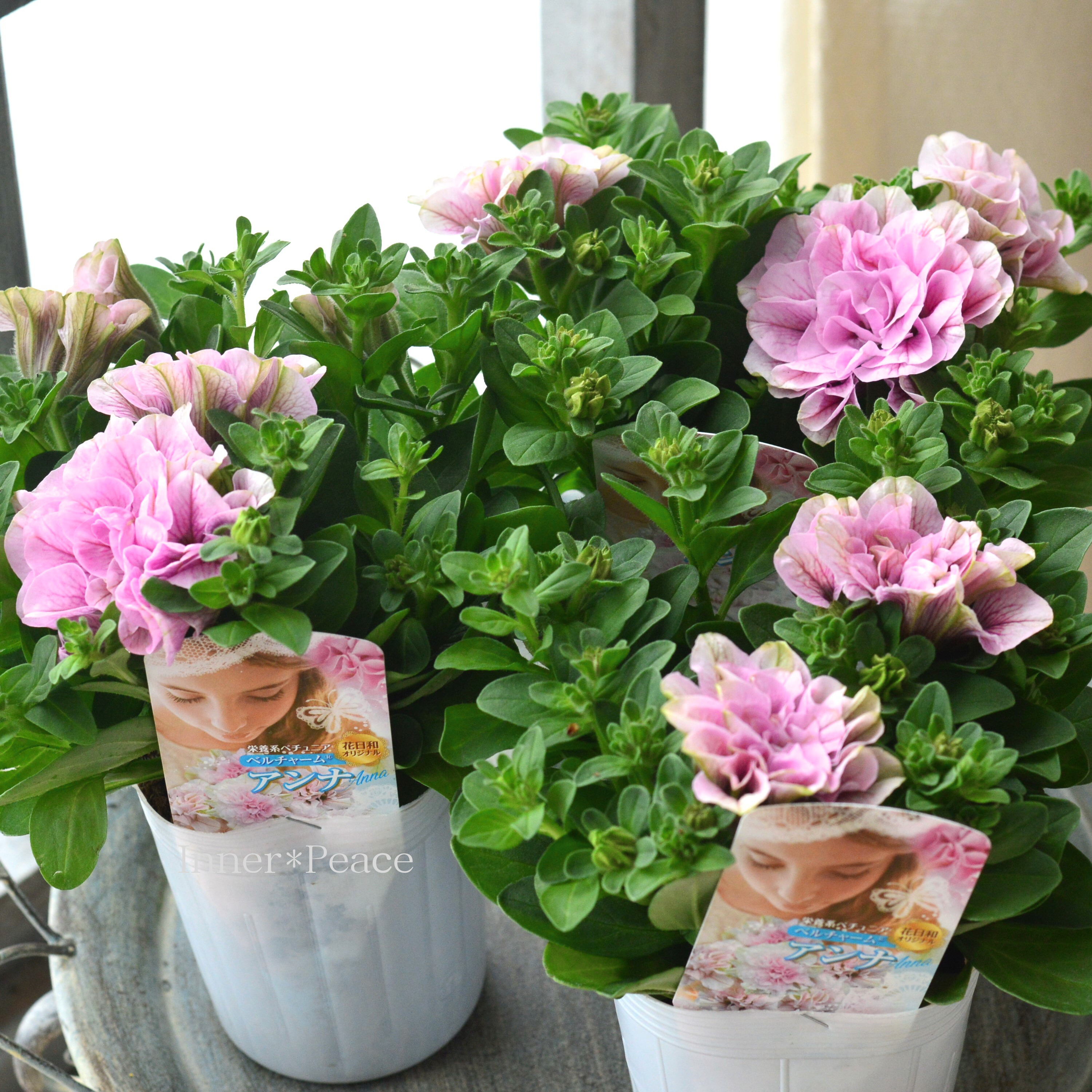 【花日和さんオリジナル】 栄養系ペチュニア 『ベルチャーム・アンナ』 3寸ロング~3.5寸POT