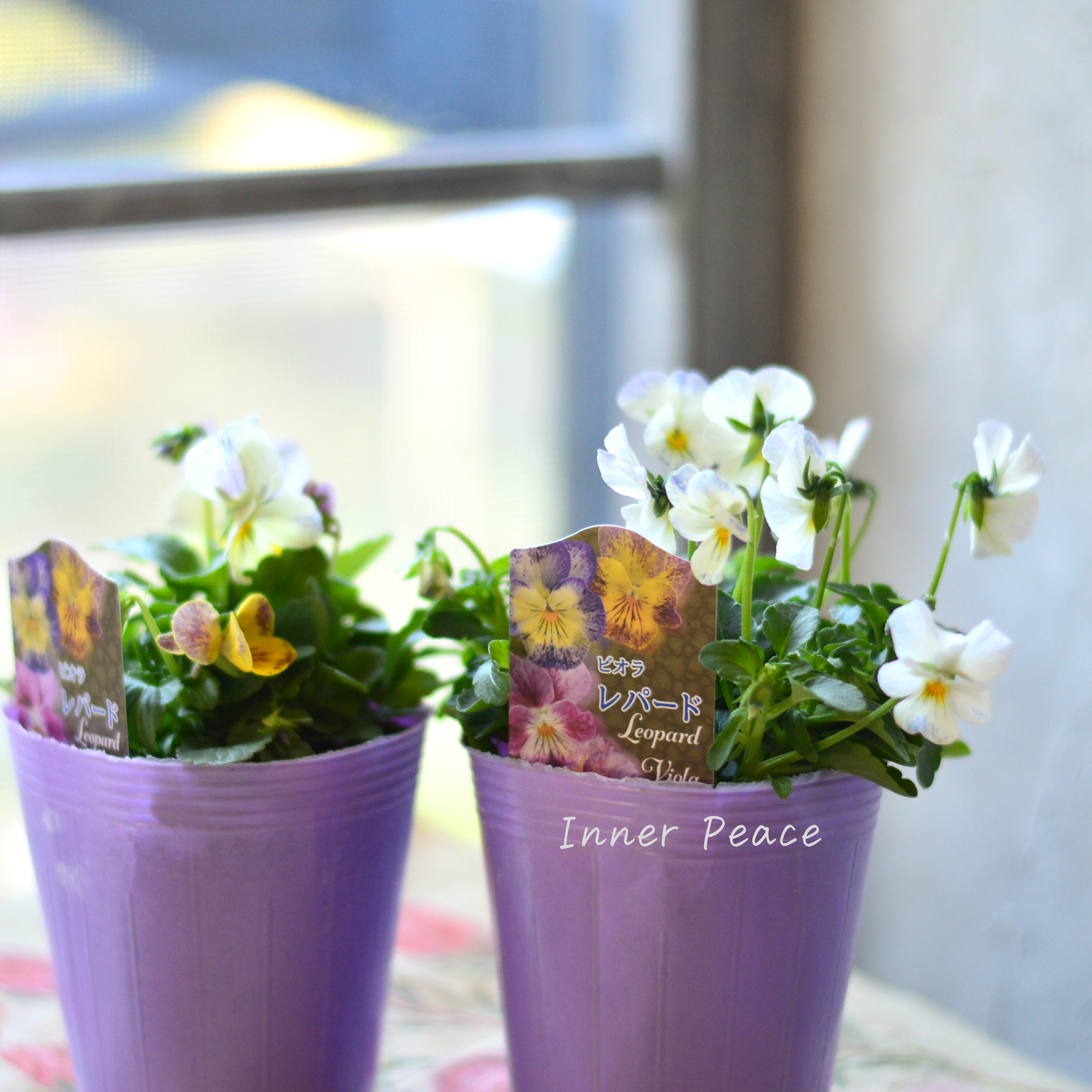 【花夢園芸さん】 ビオラ 『レパード・Aタイプ』 3寸ロングPOT