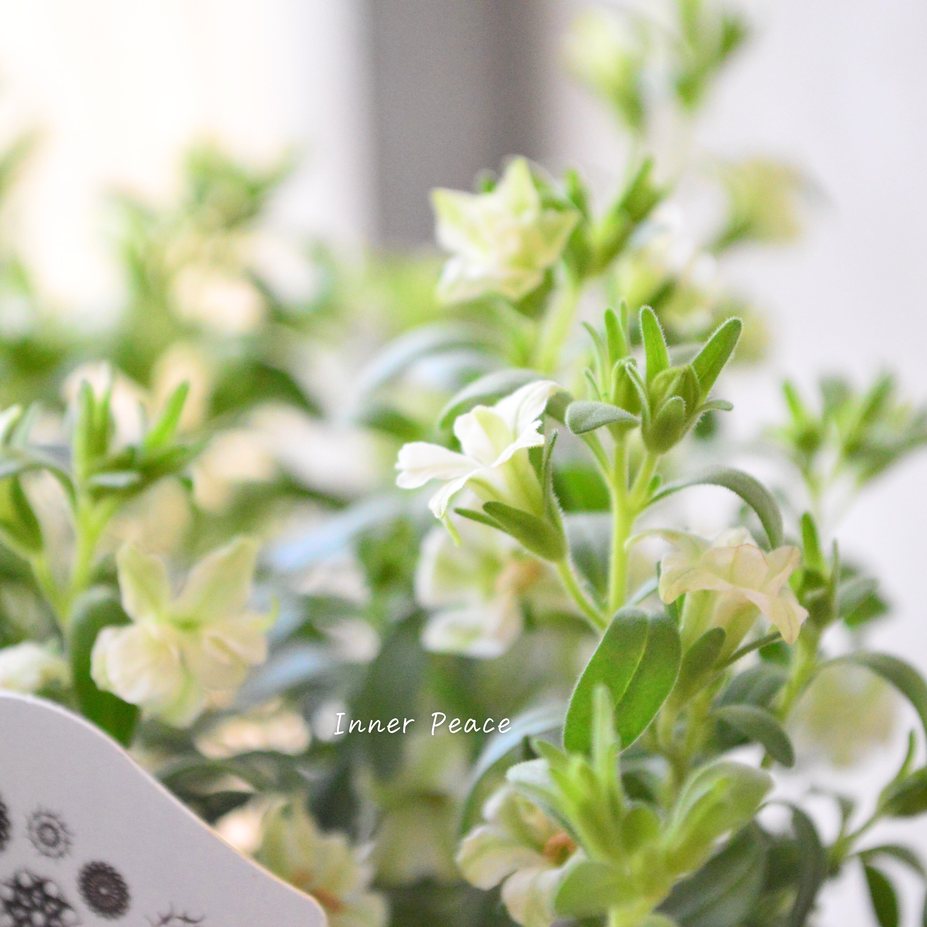 【ナラフラさん】 八重咲きカリブラコア 『グリーン』 3寸ロングPOT