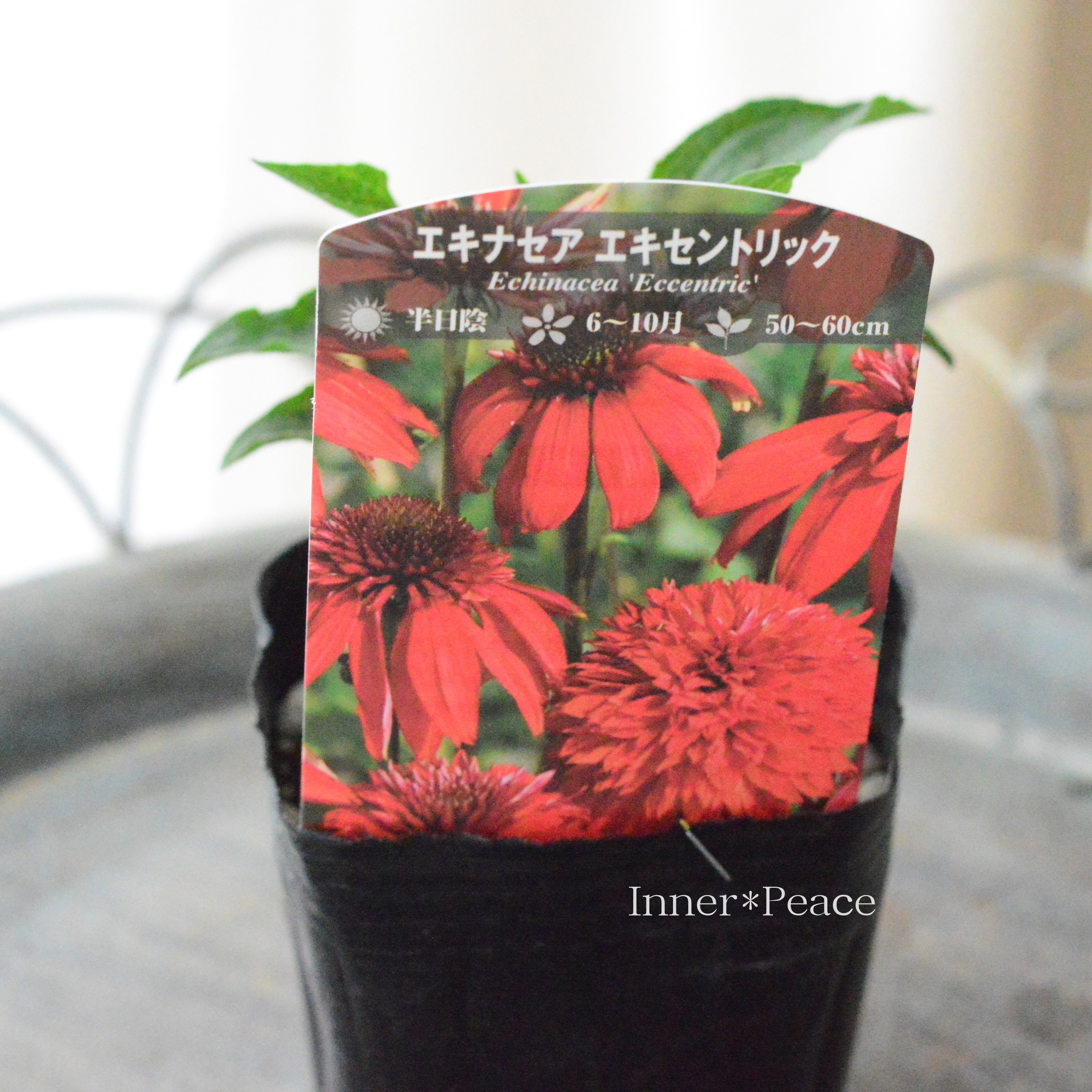 【暑さ寒さに強い】 エキナセア 『エキセントリック』植え込み用 3寸POT