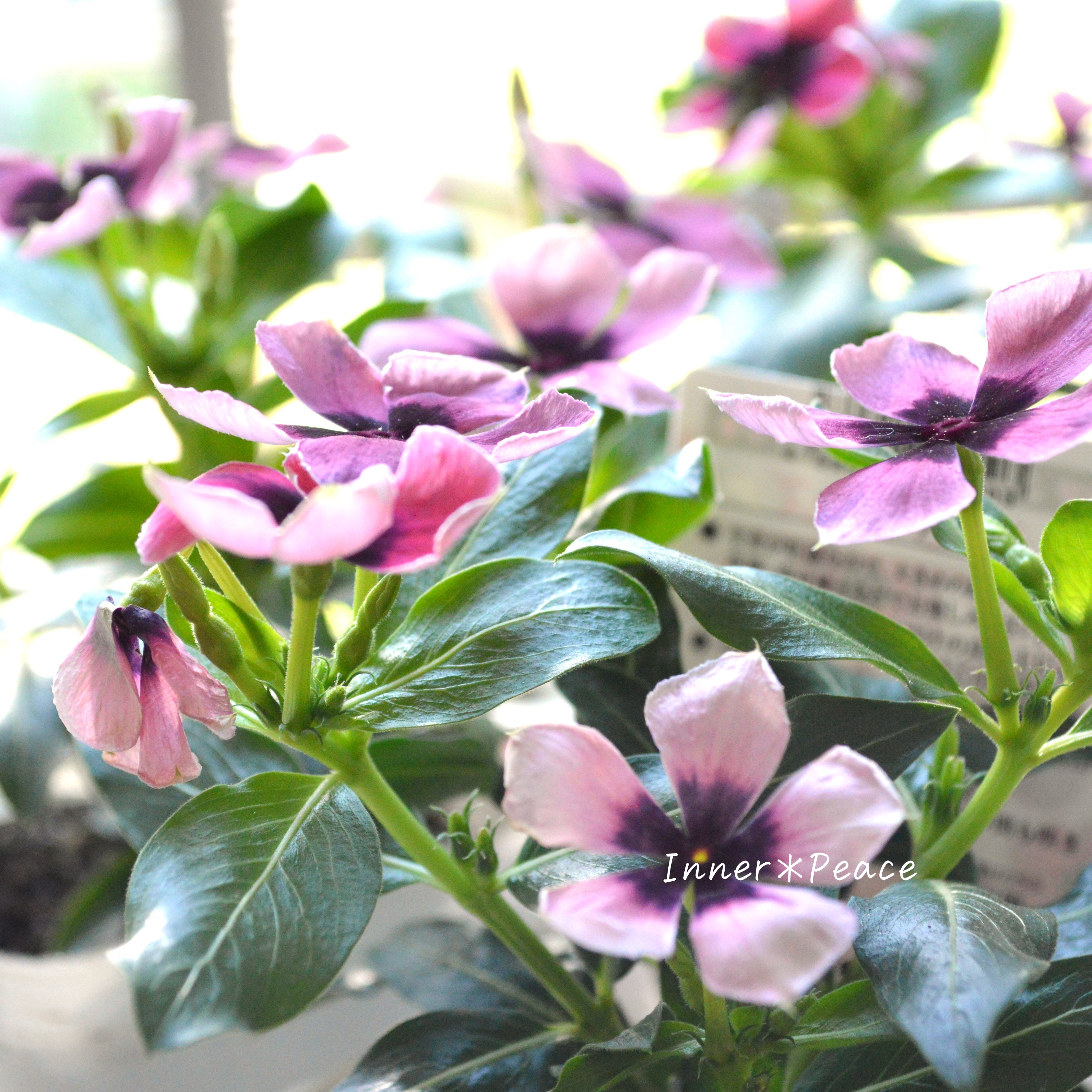 【北島園芸さん】 ニチニチソウ 『モネアンティーク・ピンク』 3.5寸POT