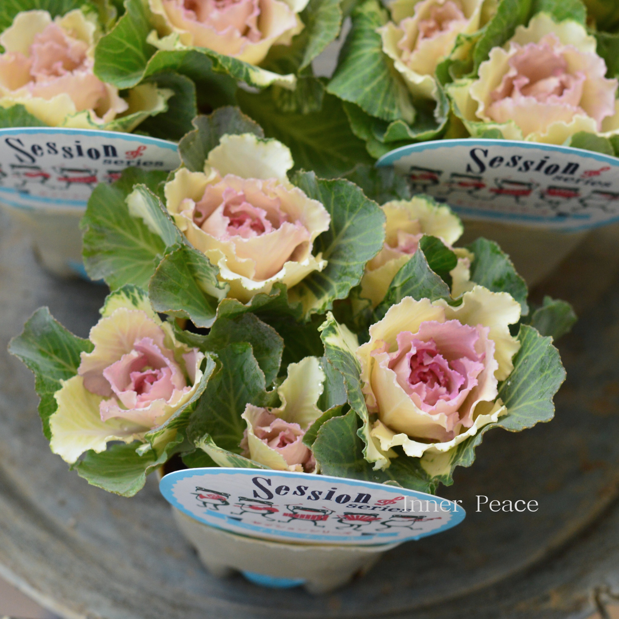 【5本植え】 葉牡丹 『セッション・ベイビーチュール』 3寸POT