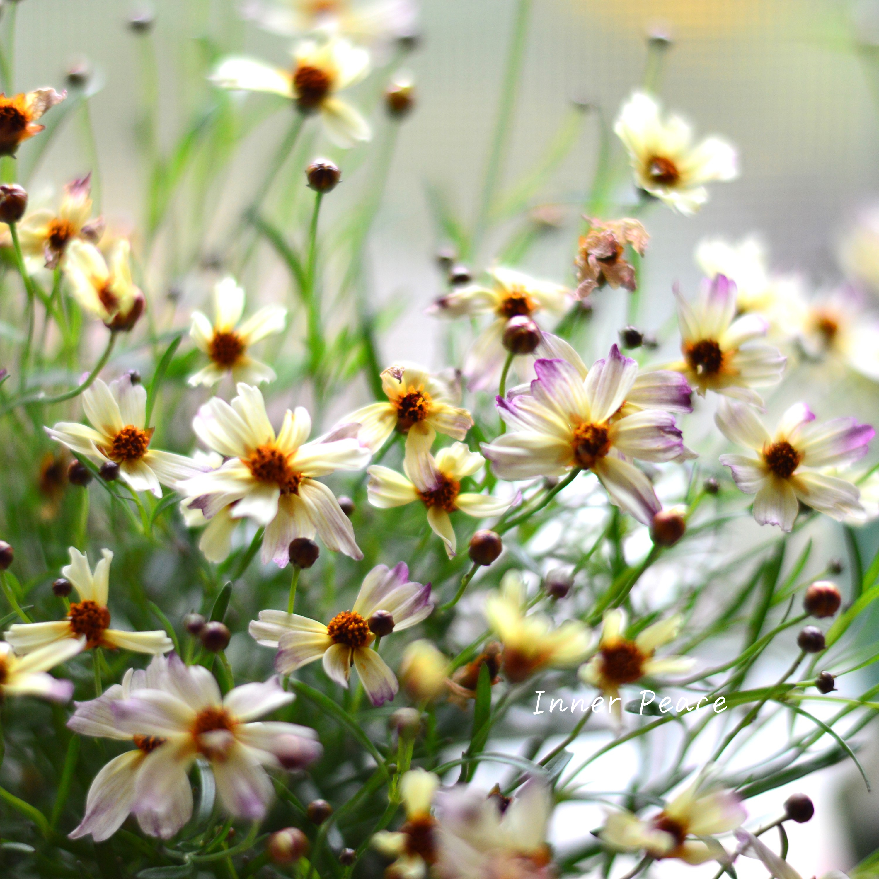 【ゲブラさん】 コレオプシス・タンゴレユール 『タンドレス』 3.5寸POT