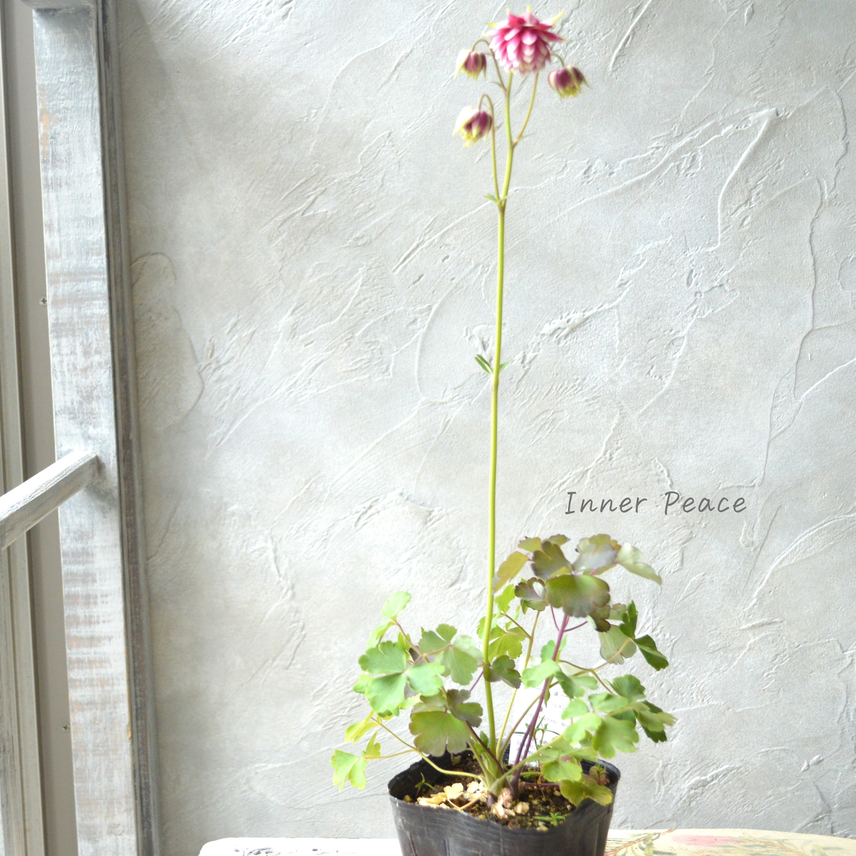 【八重咲き】 西洋オダマキ 『ノラバロー』 3.5寸POT